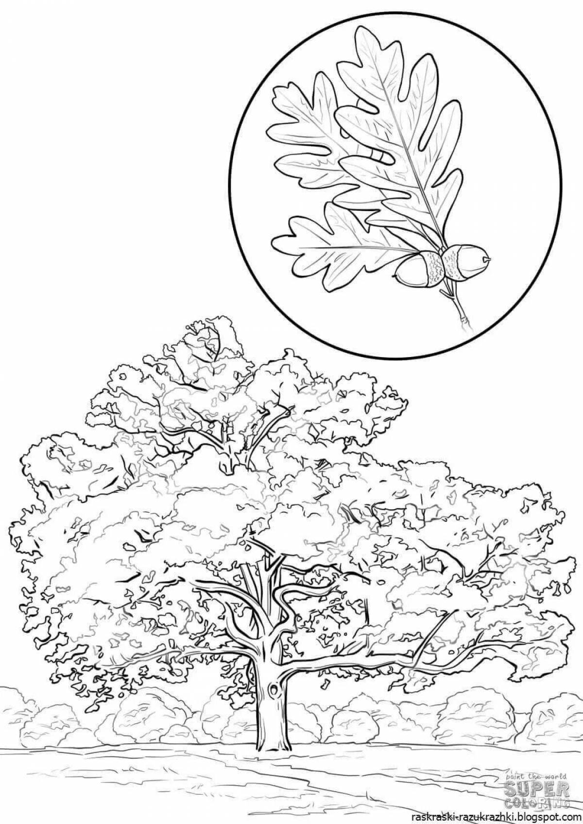 Дуб картинки распечатать. Дуб раскраска. Дерево дуб раскраска. Дуб раскраска для детей. Картинки дуба для раскрашивания.