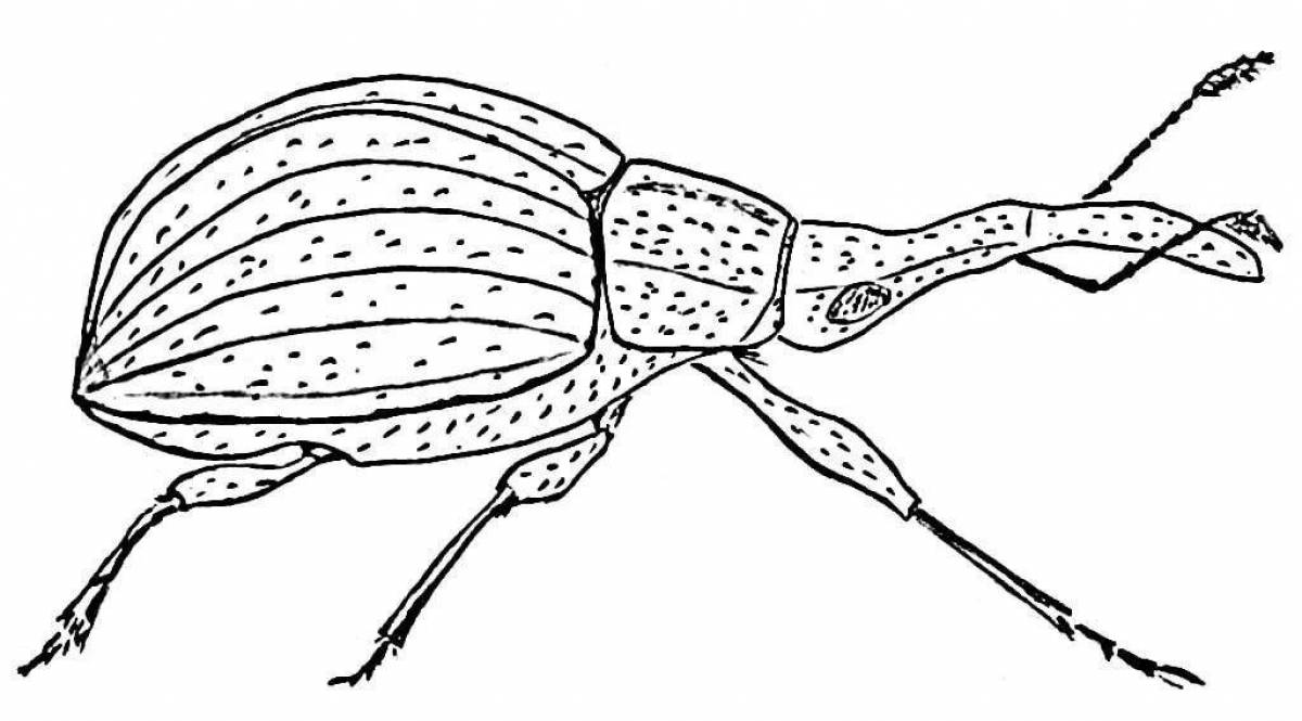 Картинка контур жук