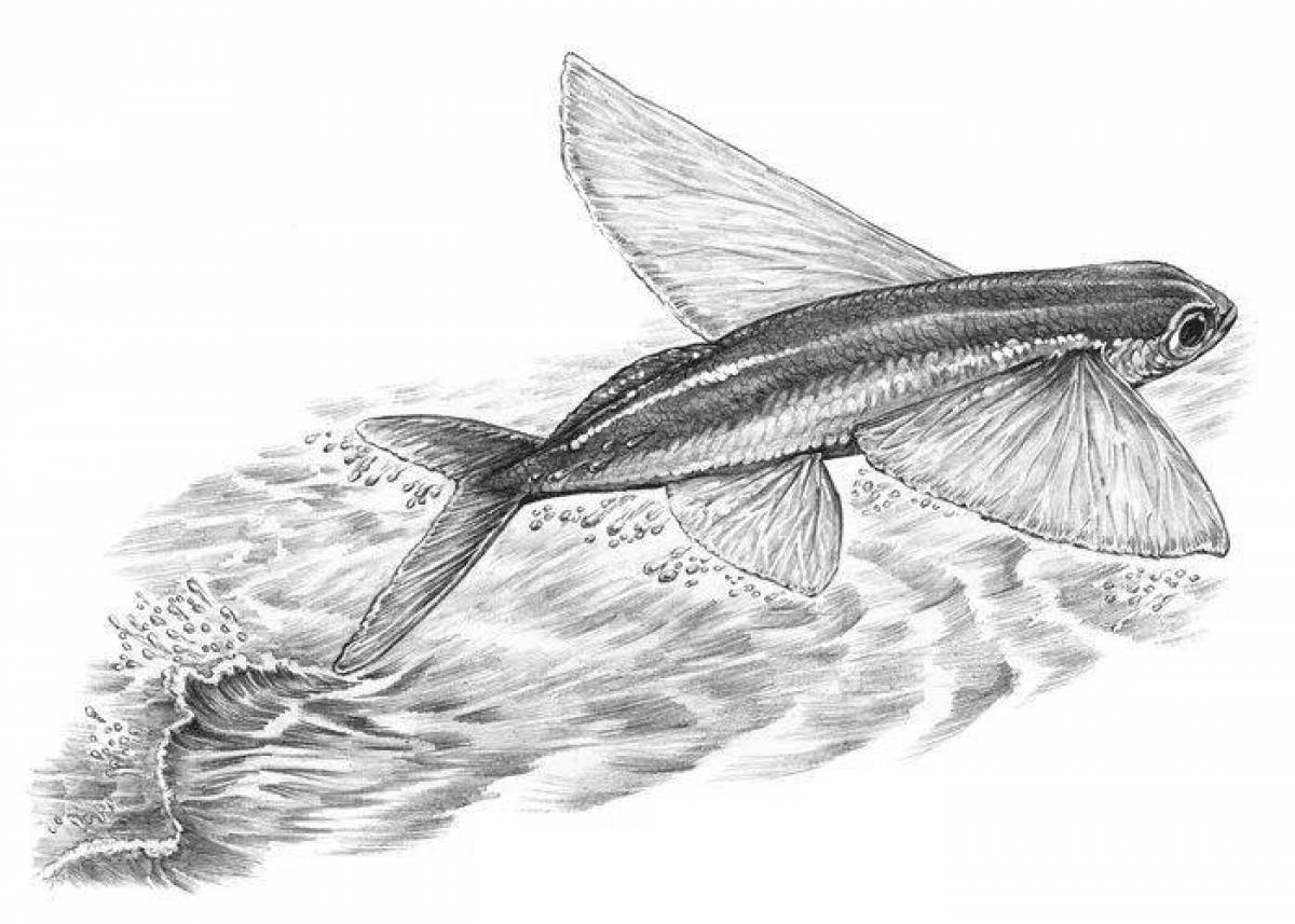 Рисунок летучей рыбы карандашом