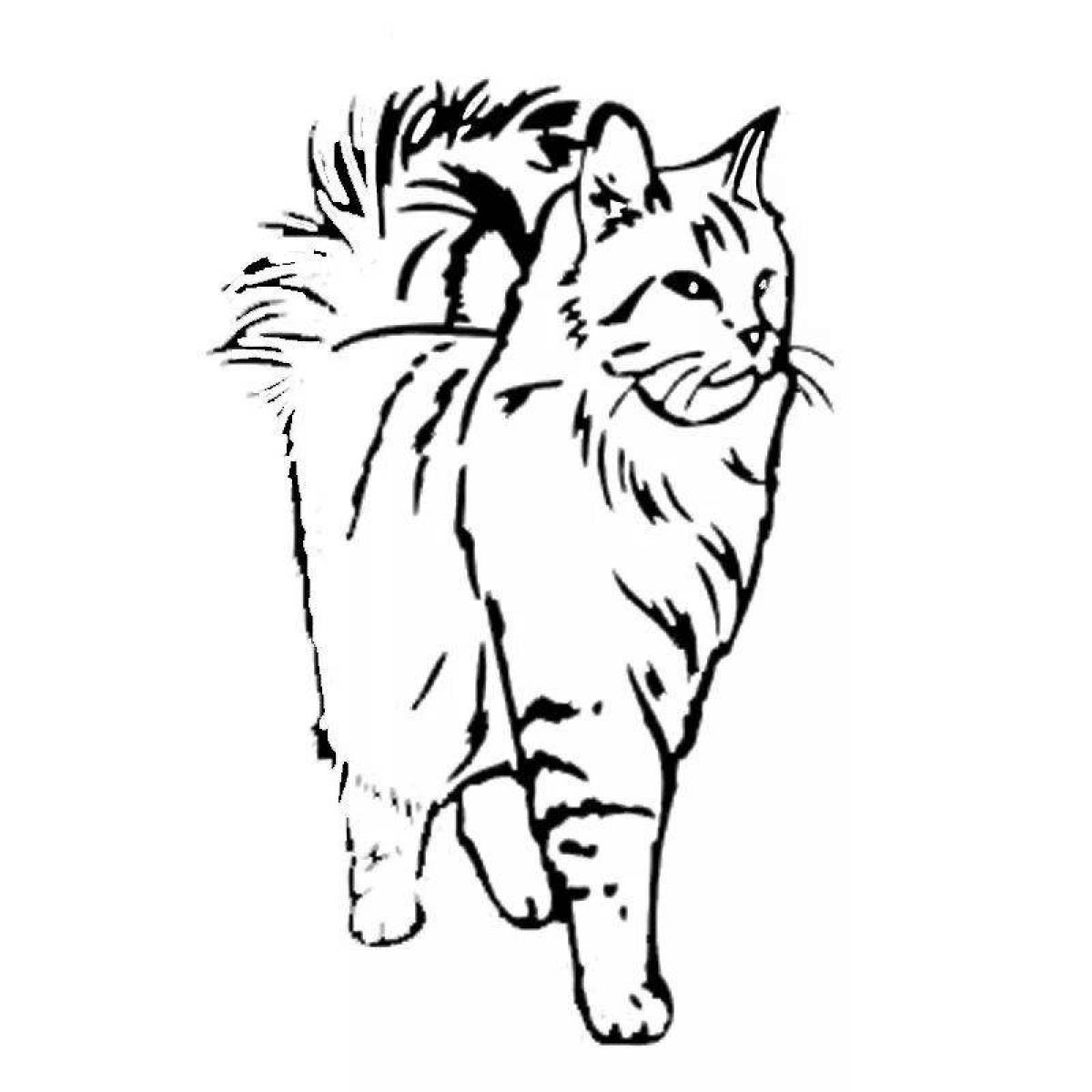 Раскраска игривая сибирская кошка