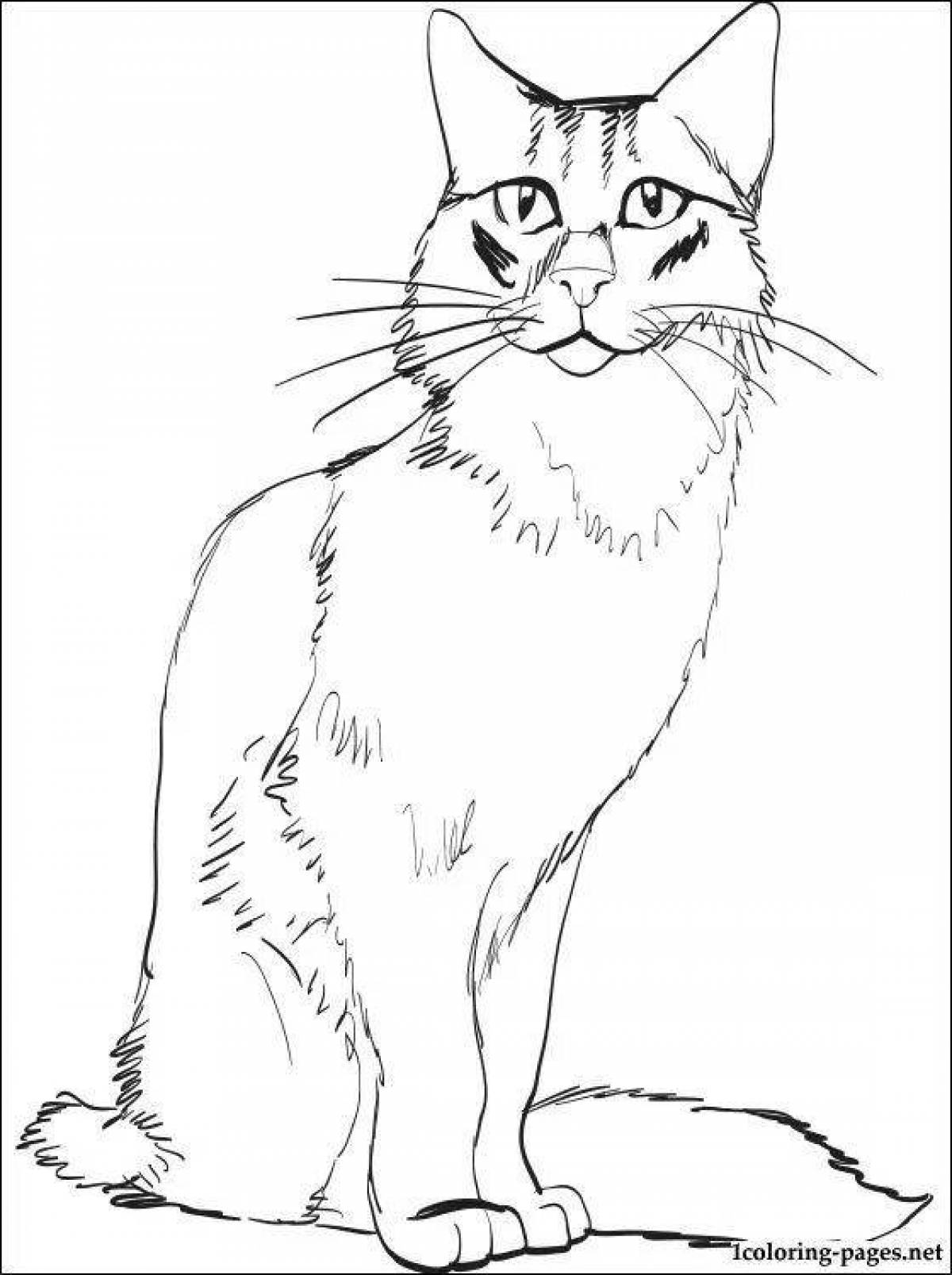 Милая сибирская кошка раскраска