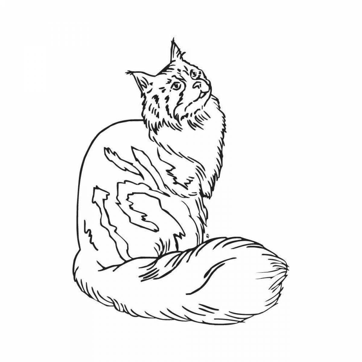 Раскраска очаровательная сибирская кошка