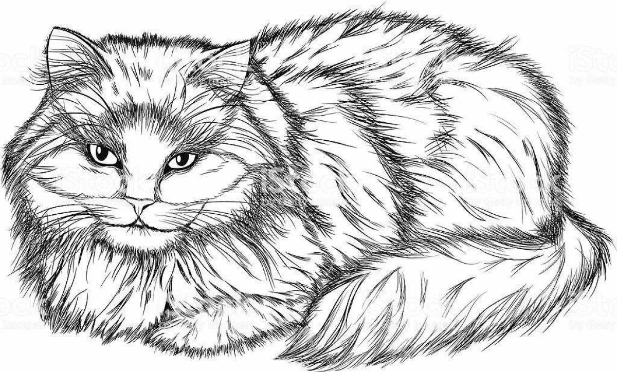 Радостная сибирская кошка раскраска