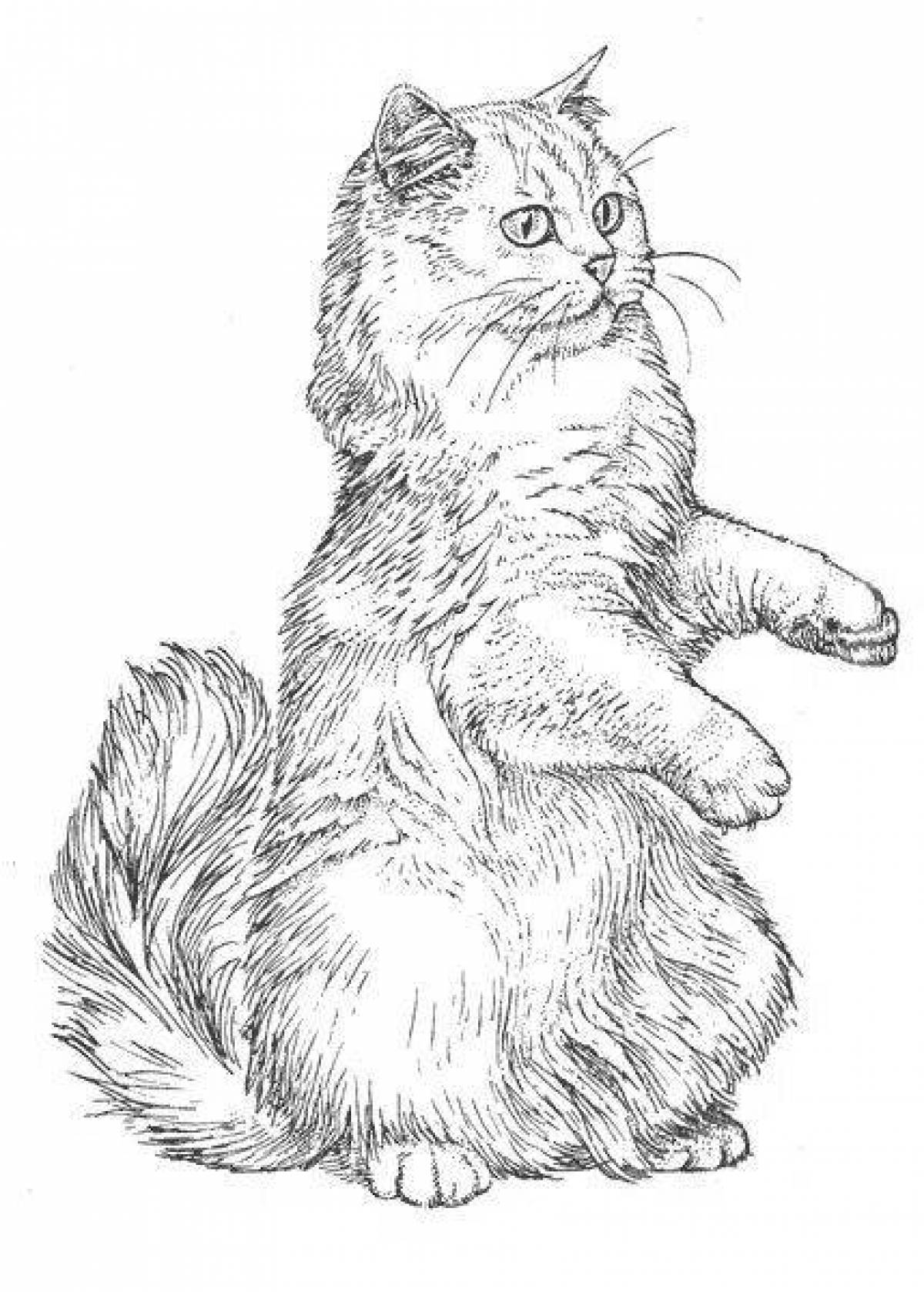 Раскраска великолепная сибирская кошка