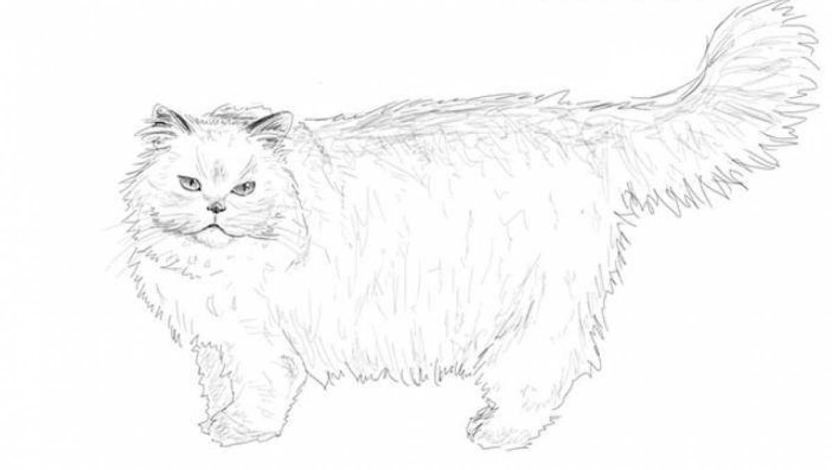 Coloring book royal siberian cat