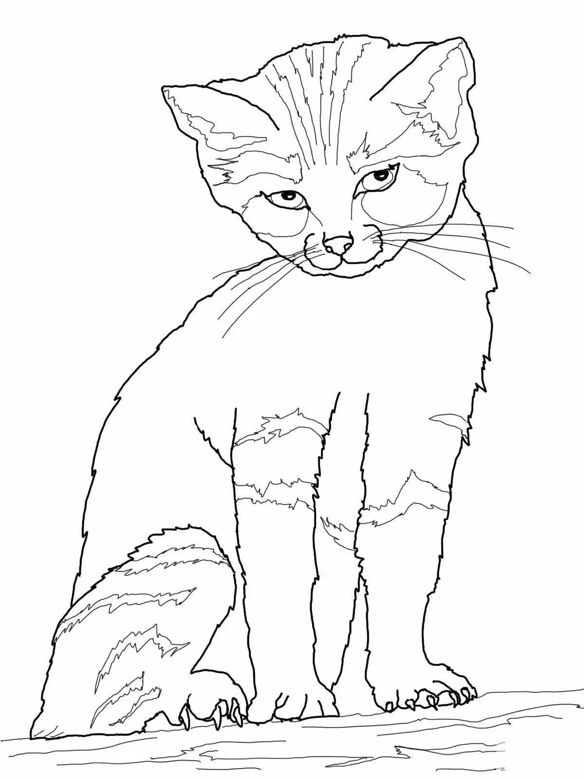 Coloring book inquisitive real cat