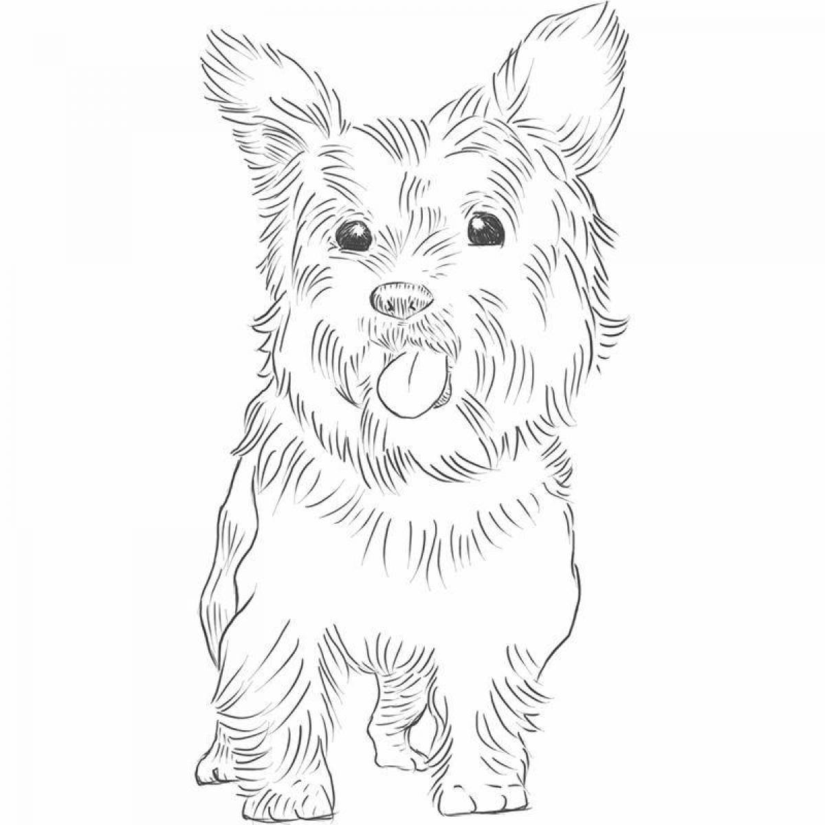 Colorful yorkie dog coloring page