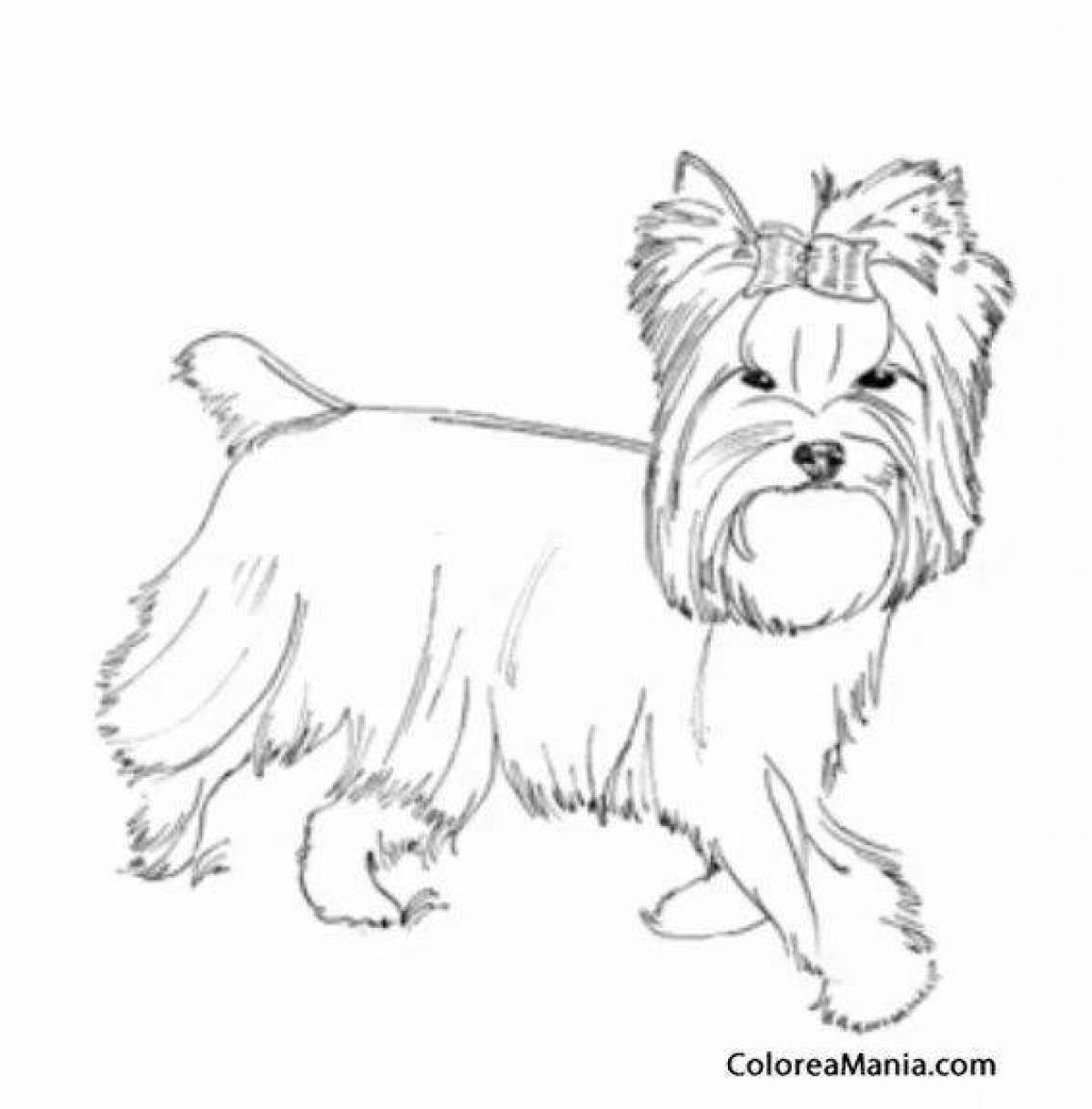 York dog coloring page