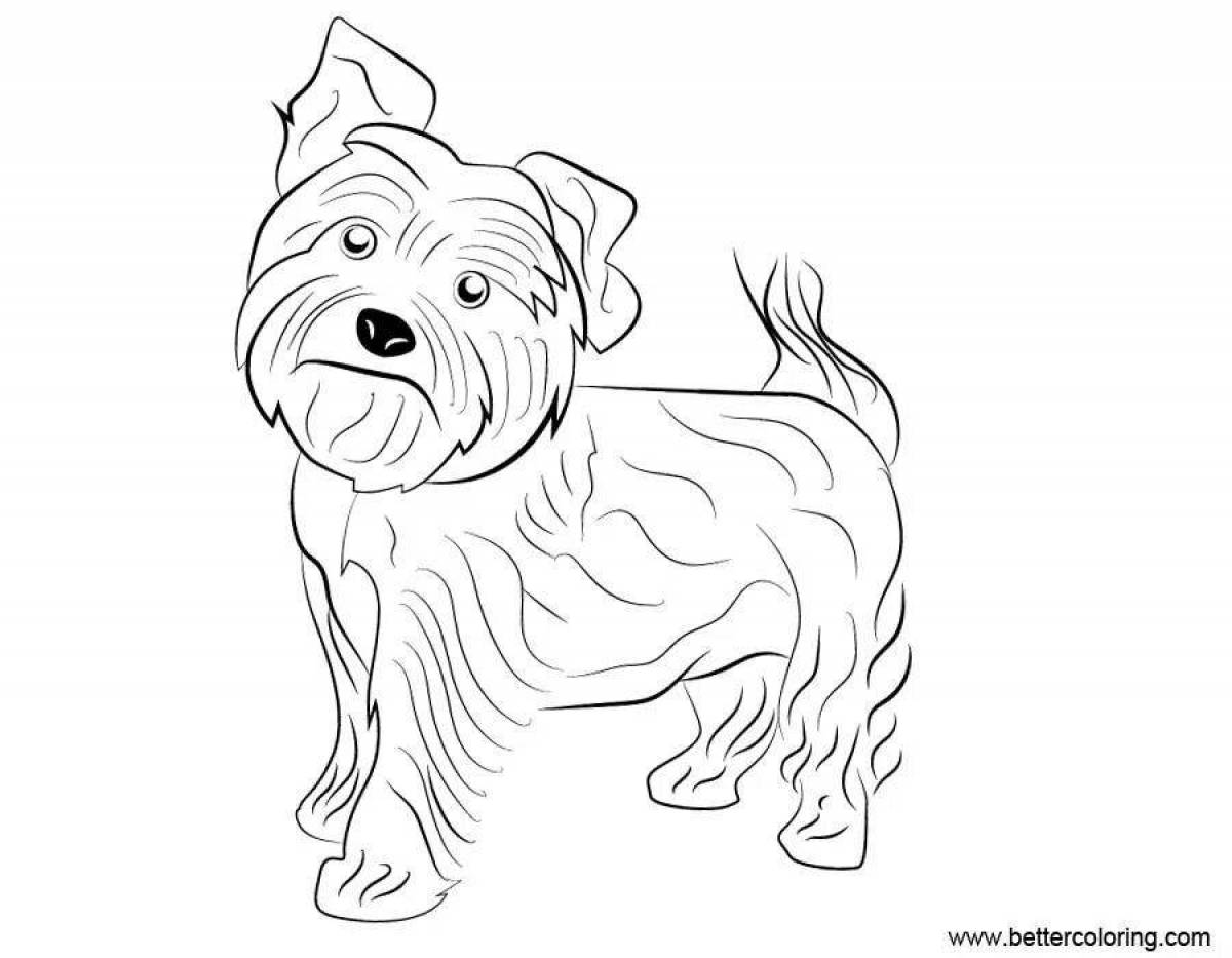Naughty York dog coloring page