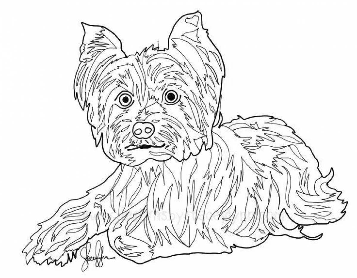 Animated york dog coloring page