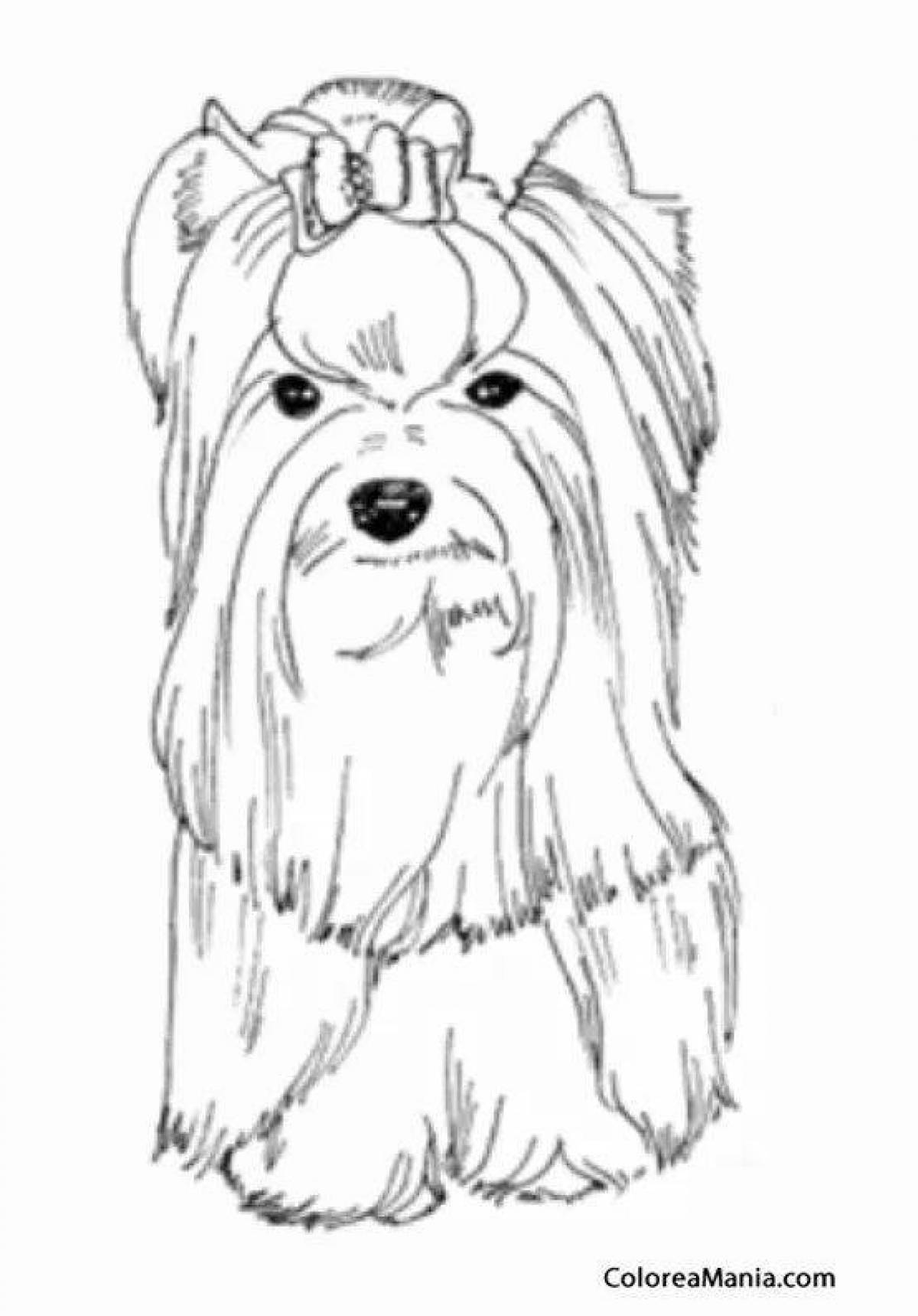 Coloring book bubble yorkie