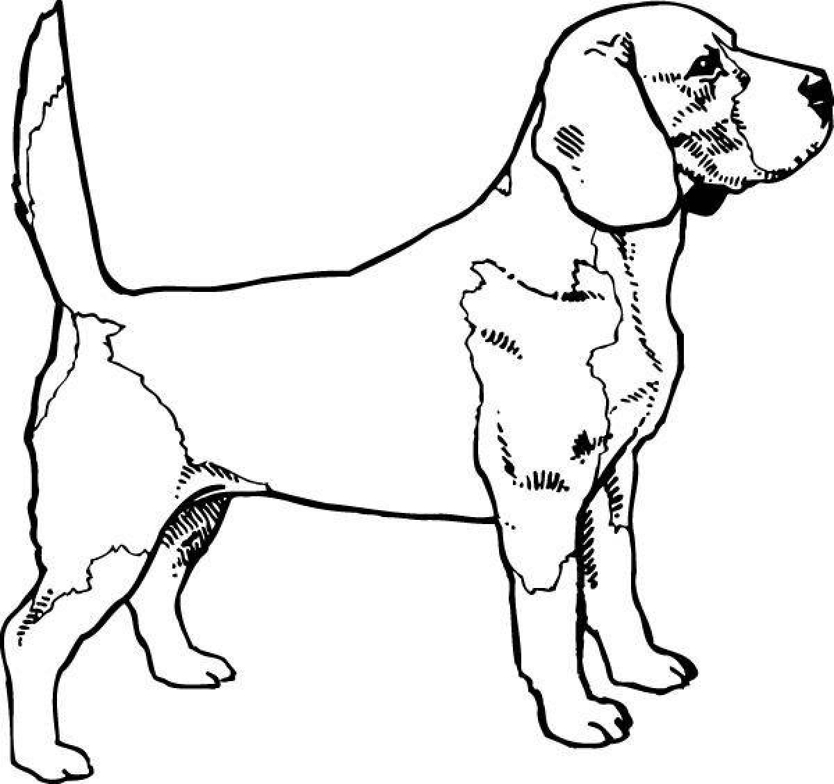 Фото Раскраска ласковая собака бигль