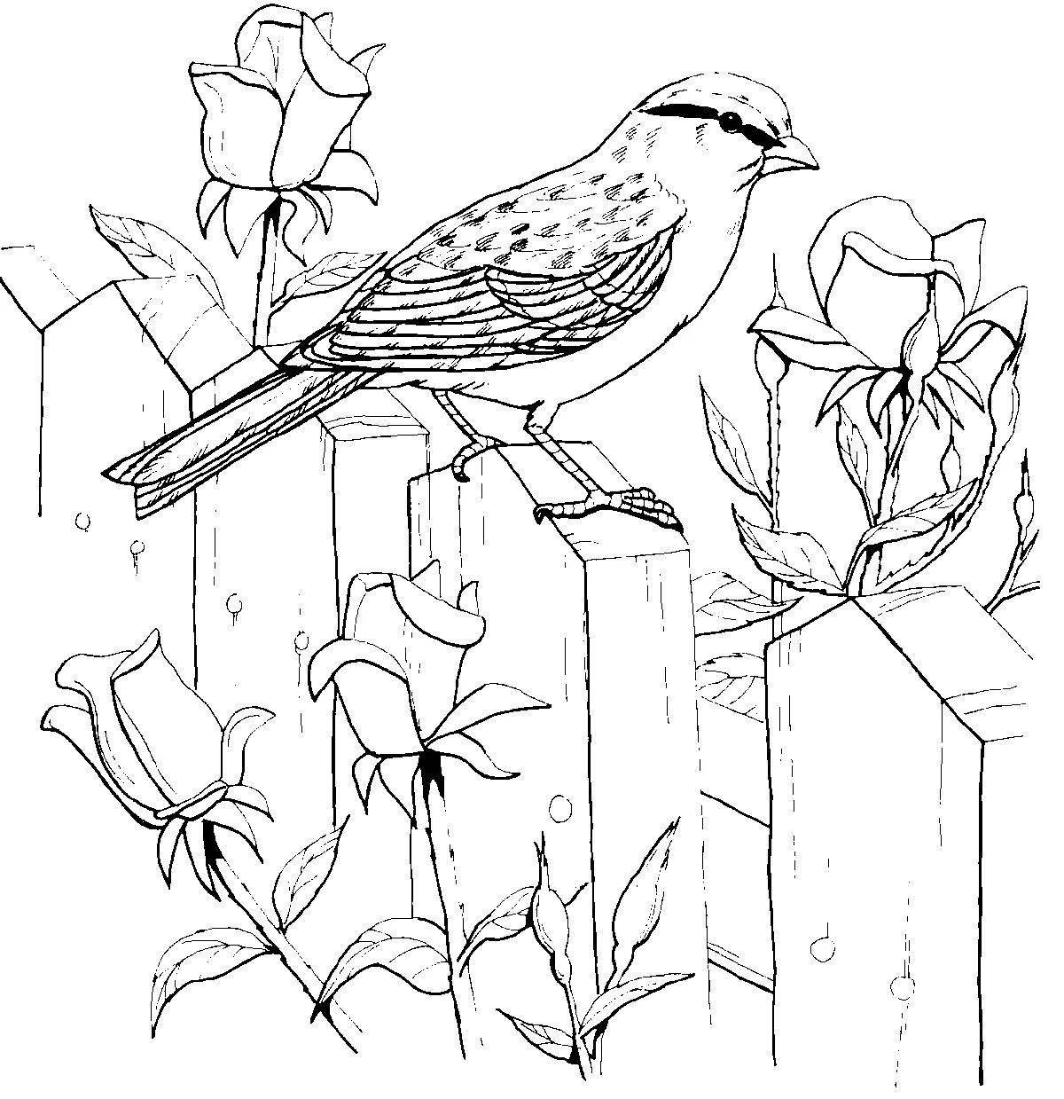 Coloring book charming nightingale