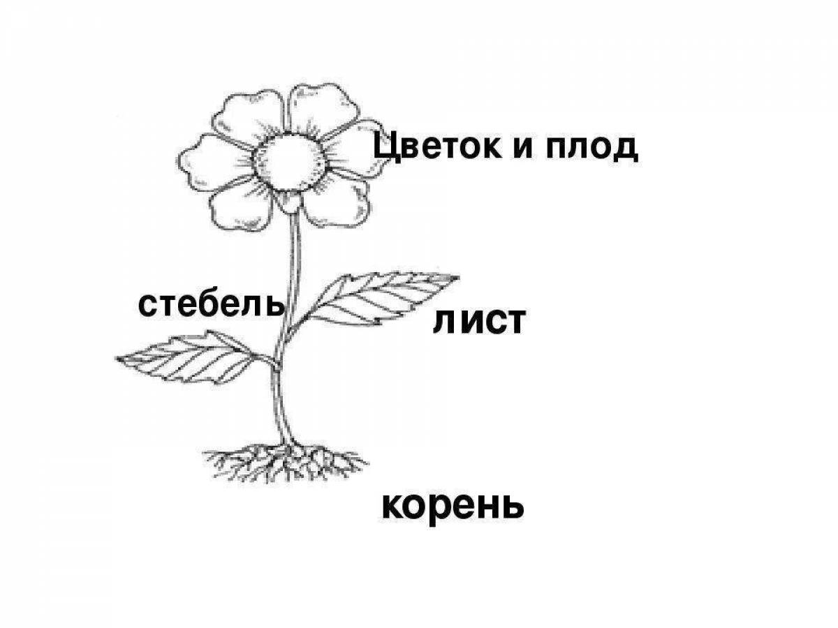 Подпиши рисунки так цветет окружающий мир 1 класс