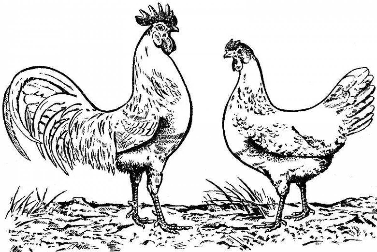 Colorful rooster and hen coloring page