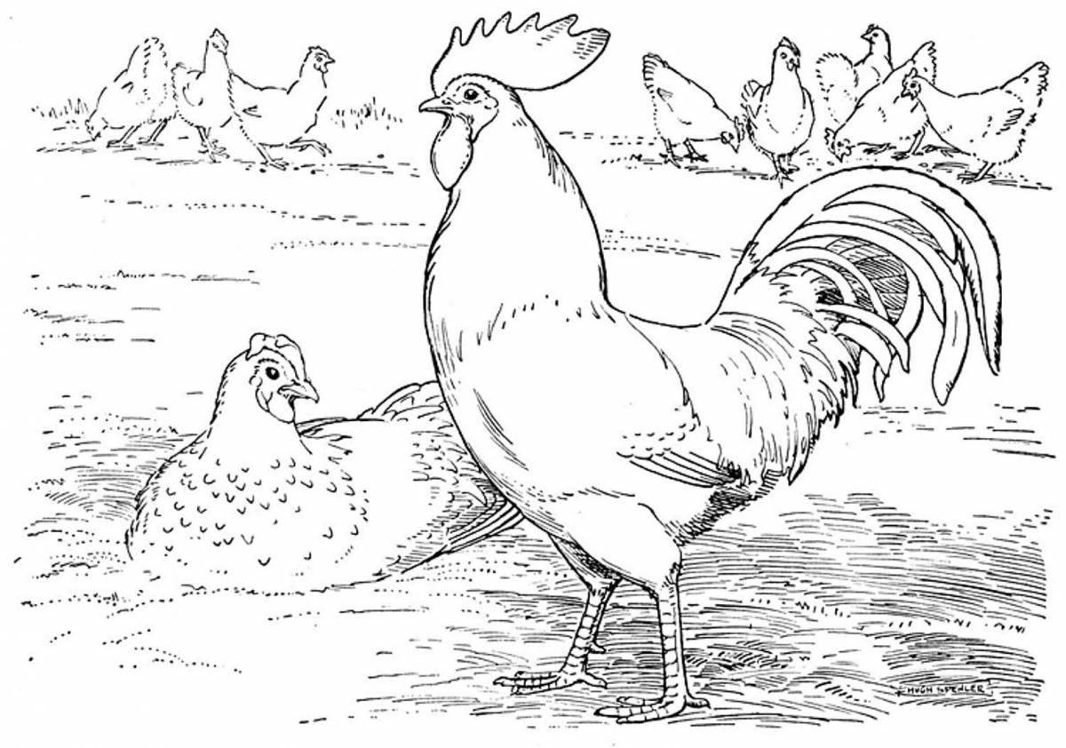 Coloring page festive rooster and hen