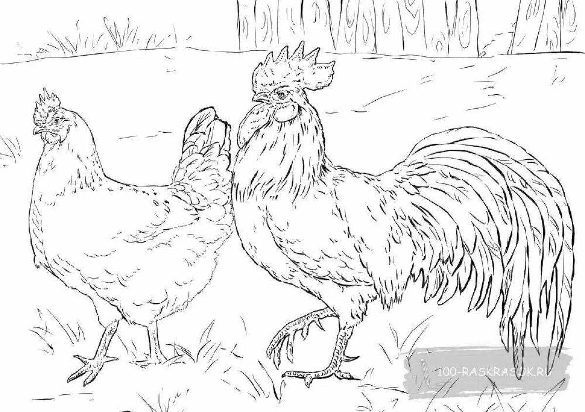 Coloring book glowing rooster and hen