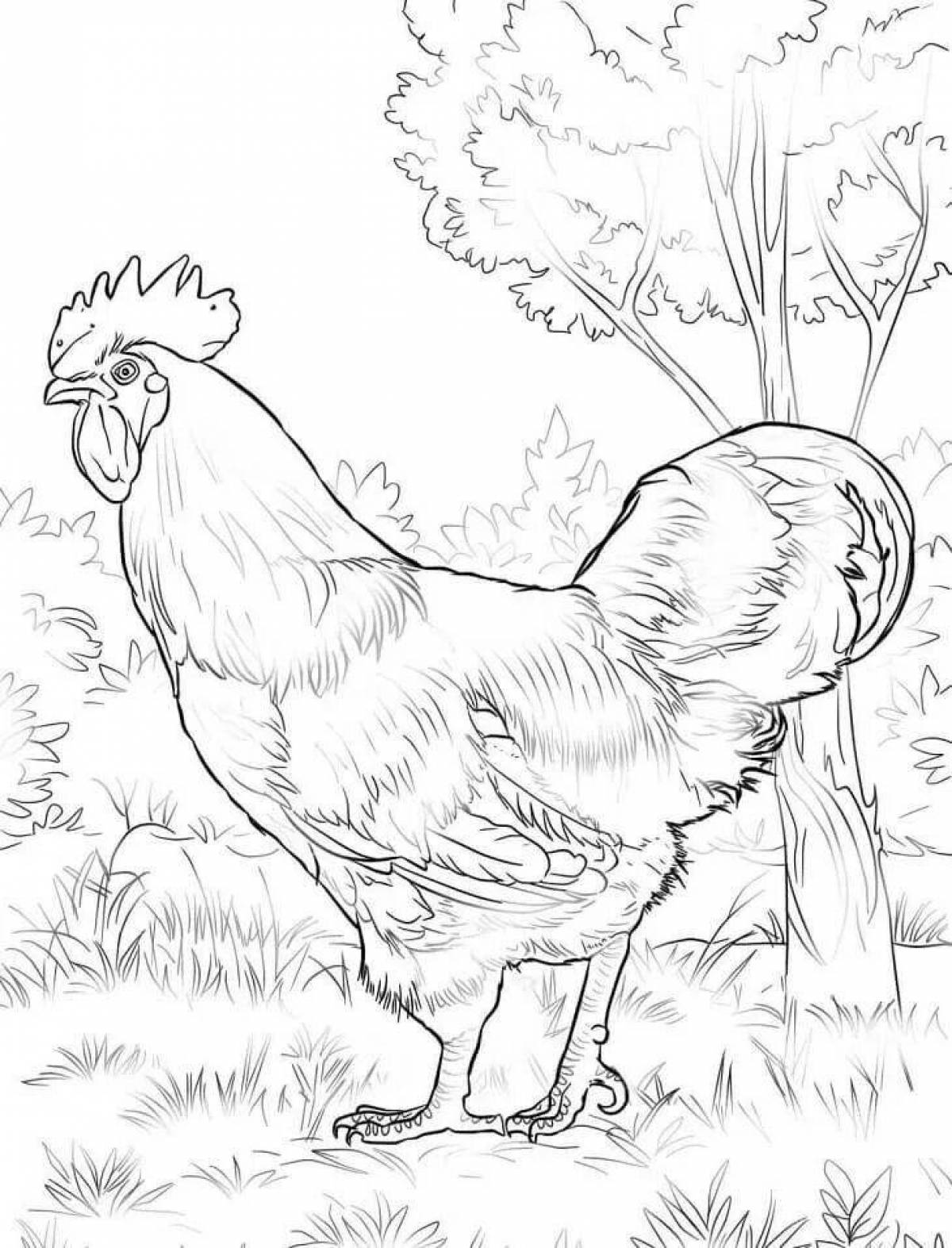 Coloring book funny rooster and hen