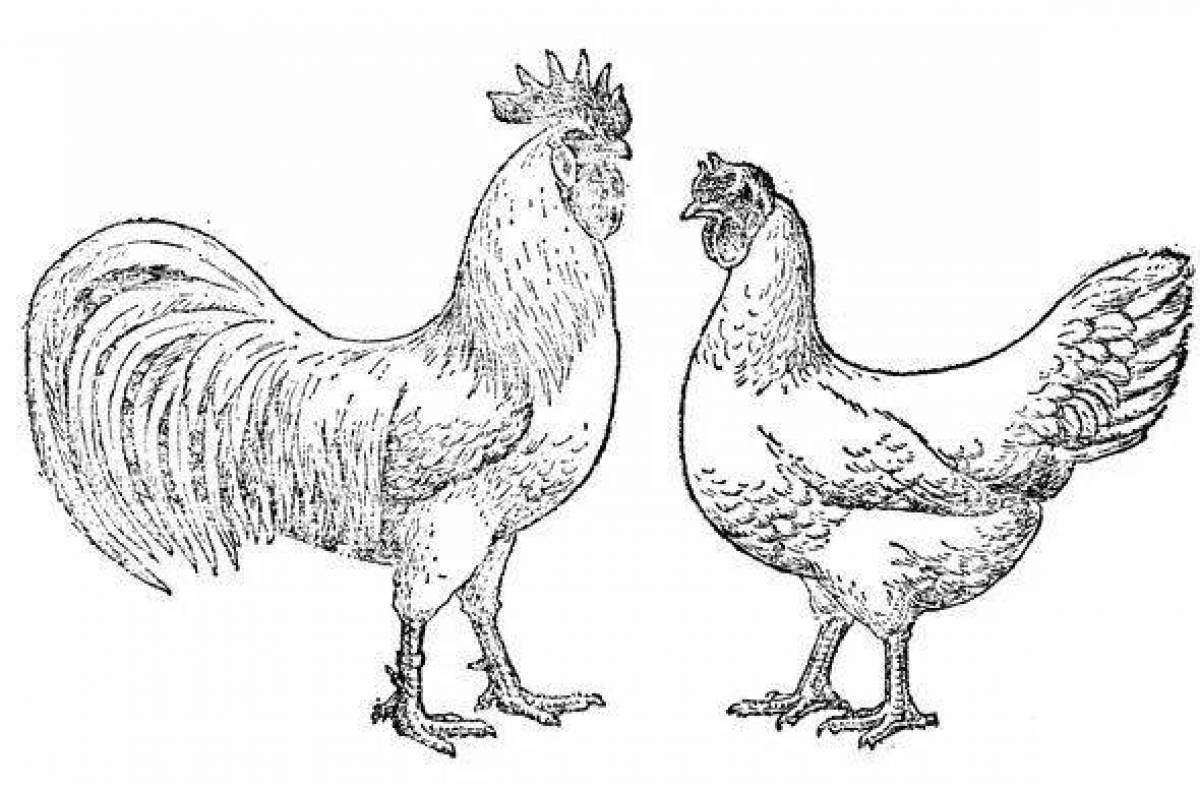 Rooster and hen #1