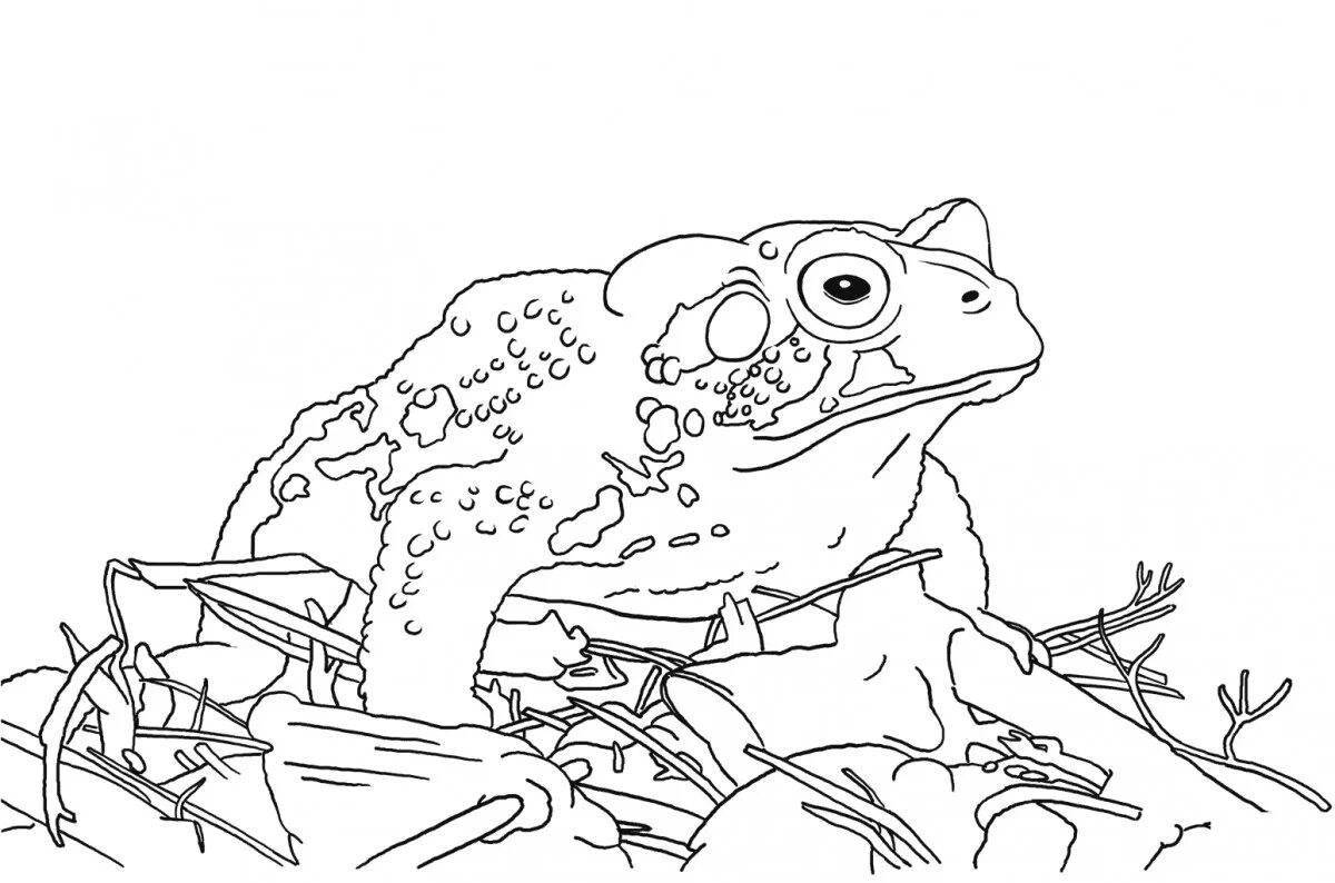 Exquisite toad and rose coloring book