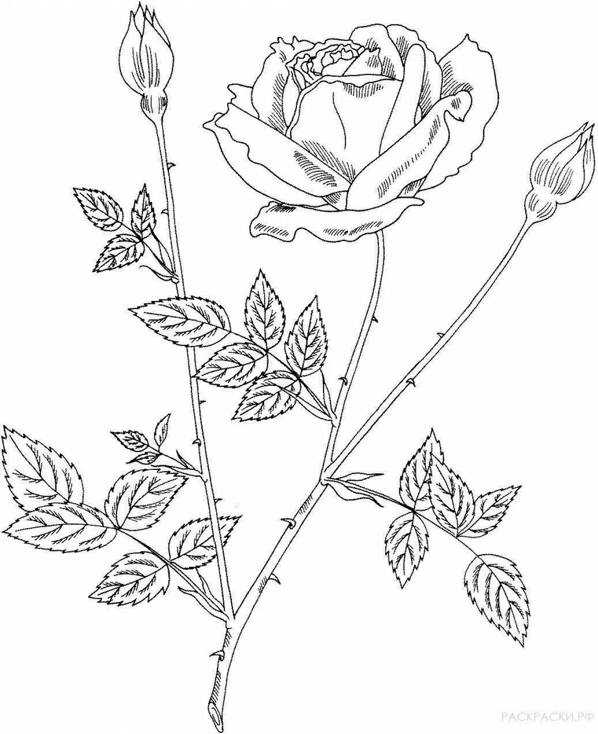 Glowing toad and rose coloring page