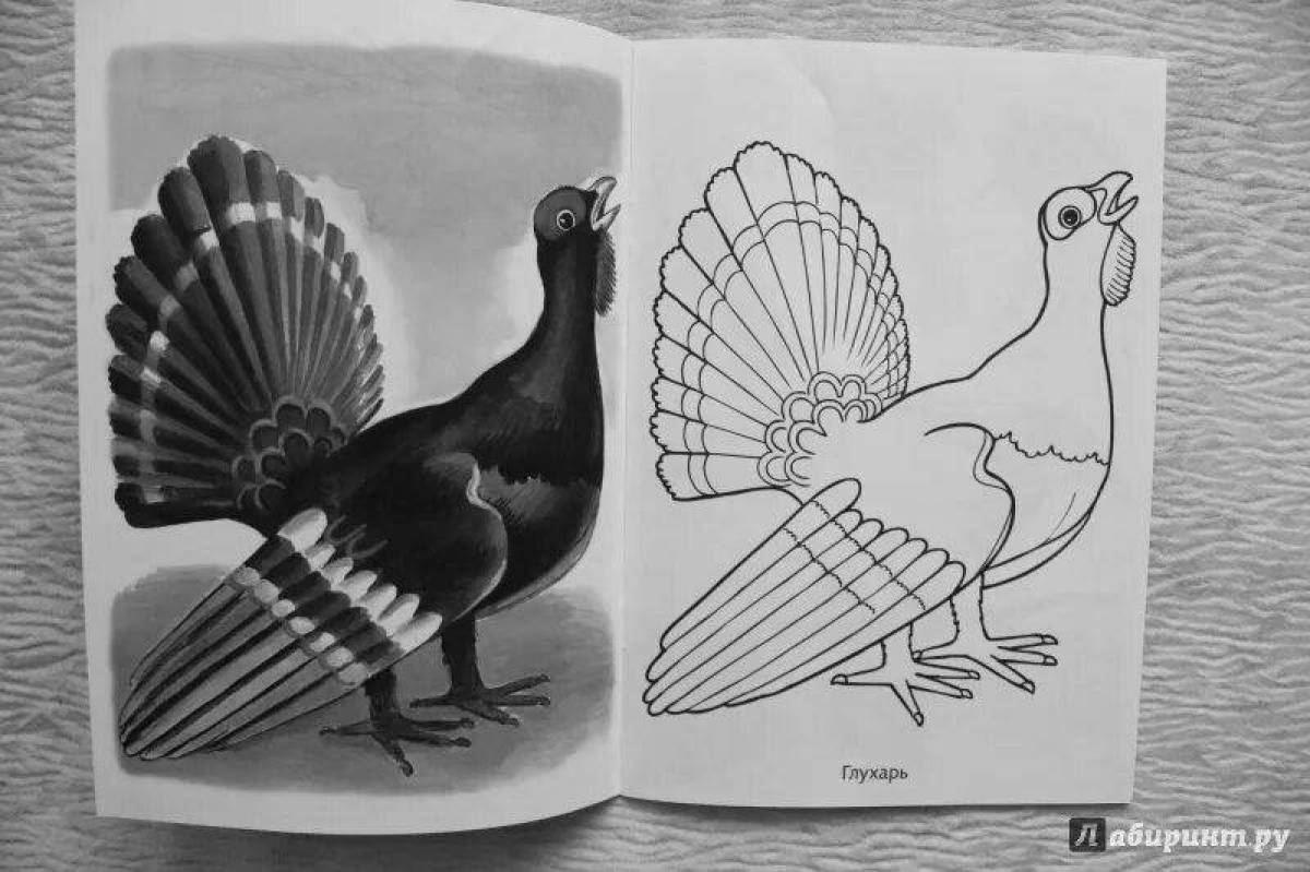 Fun coloring capercaillie for children