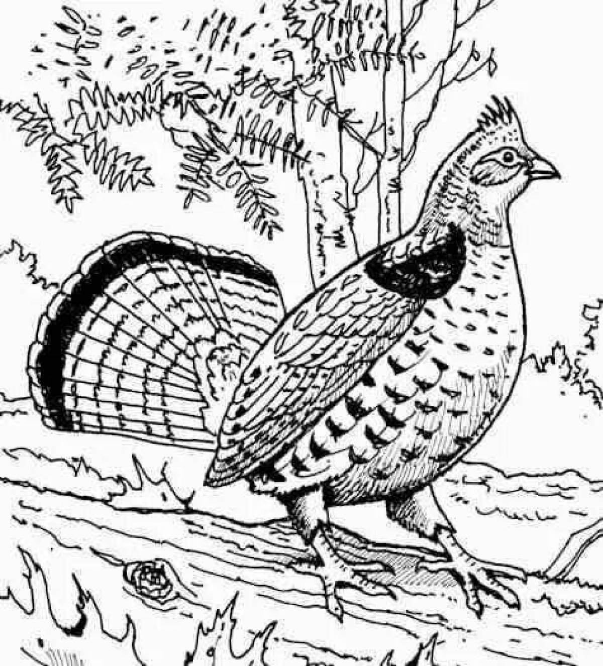 Amazing capercaillie coloring book for kids