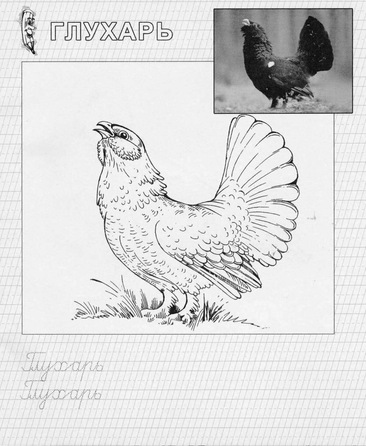 Wonderful capercaillie coloring book for kids
