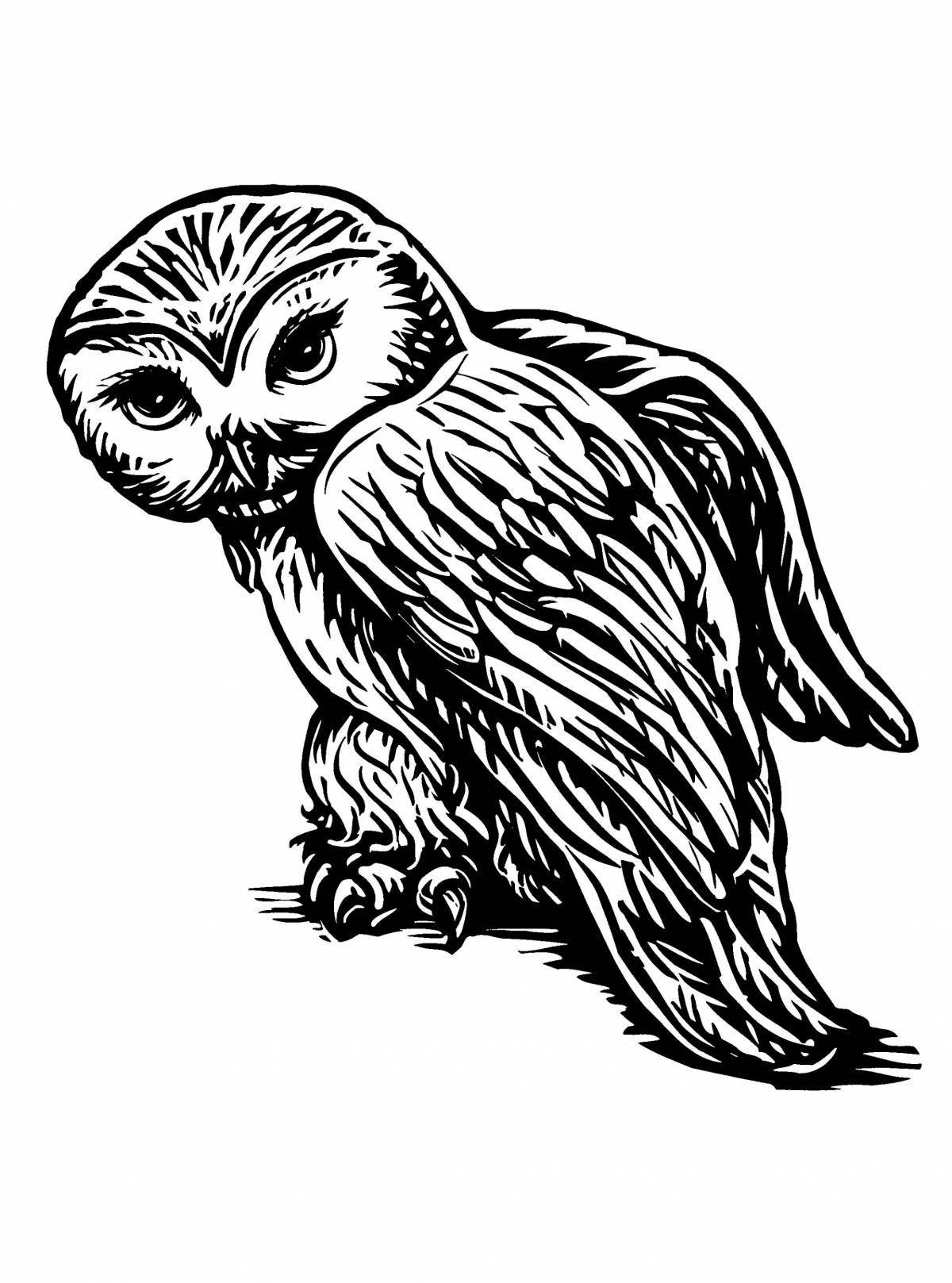Coloring book exotic owl from harry potter