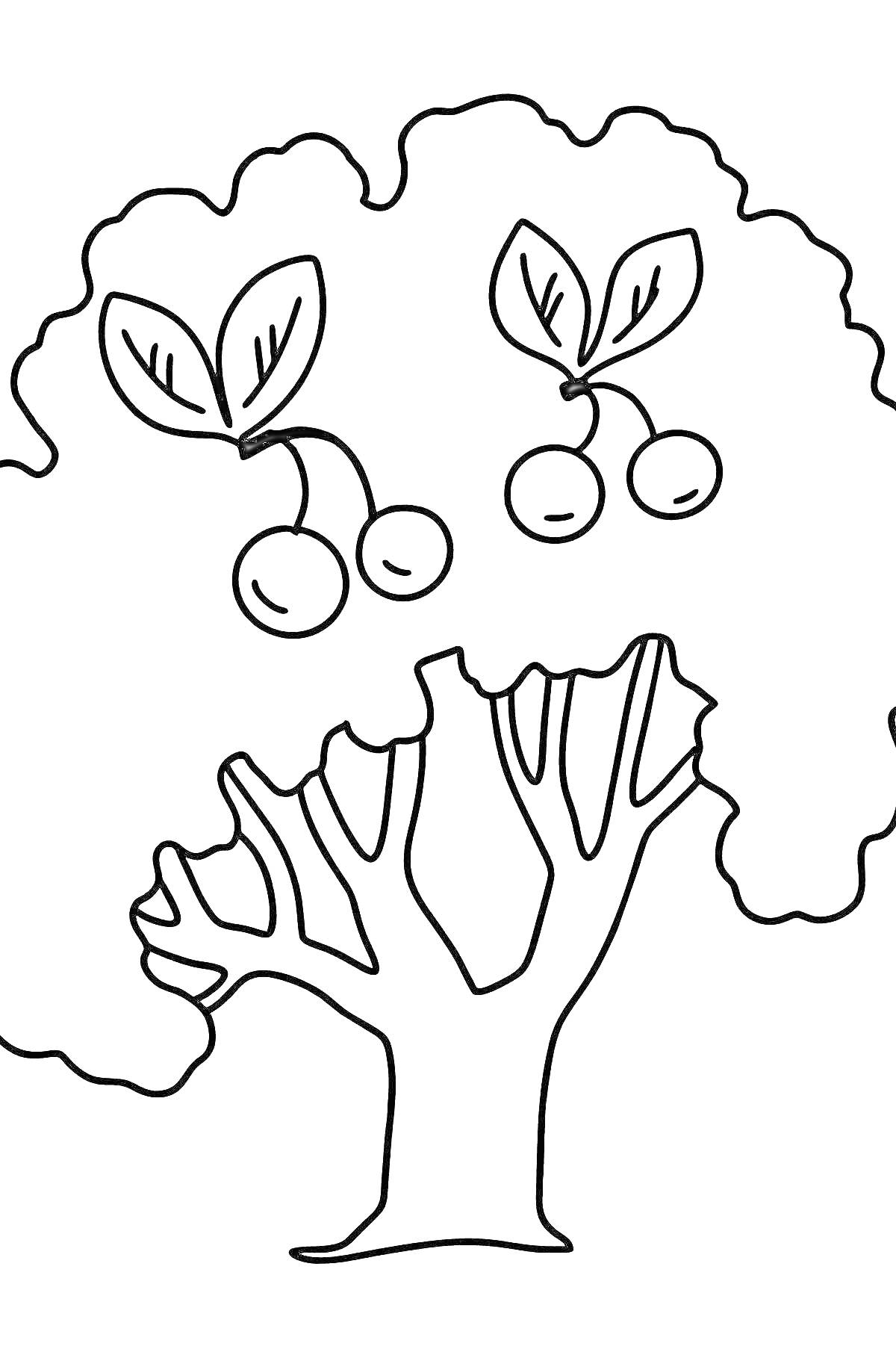 На раскраске изображено: Вишня, Плоды, Листья, Времена года