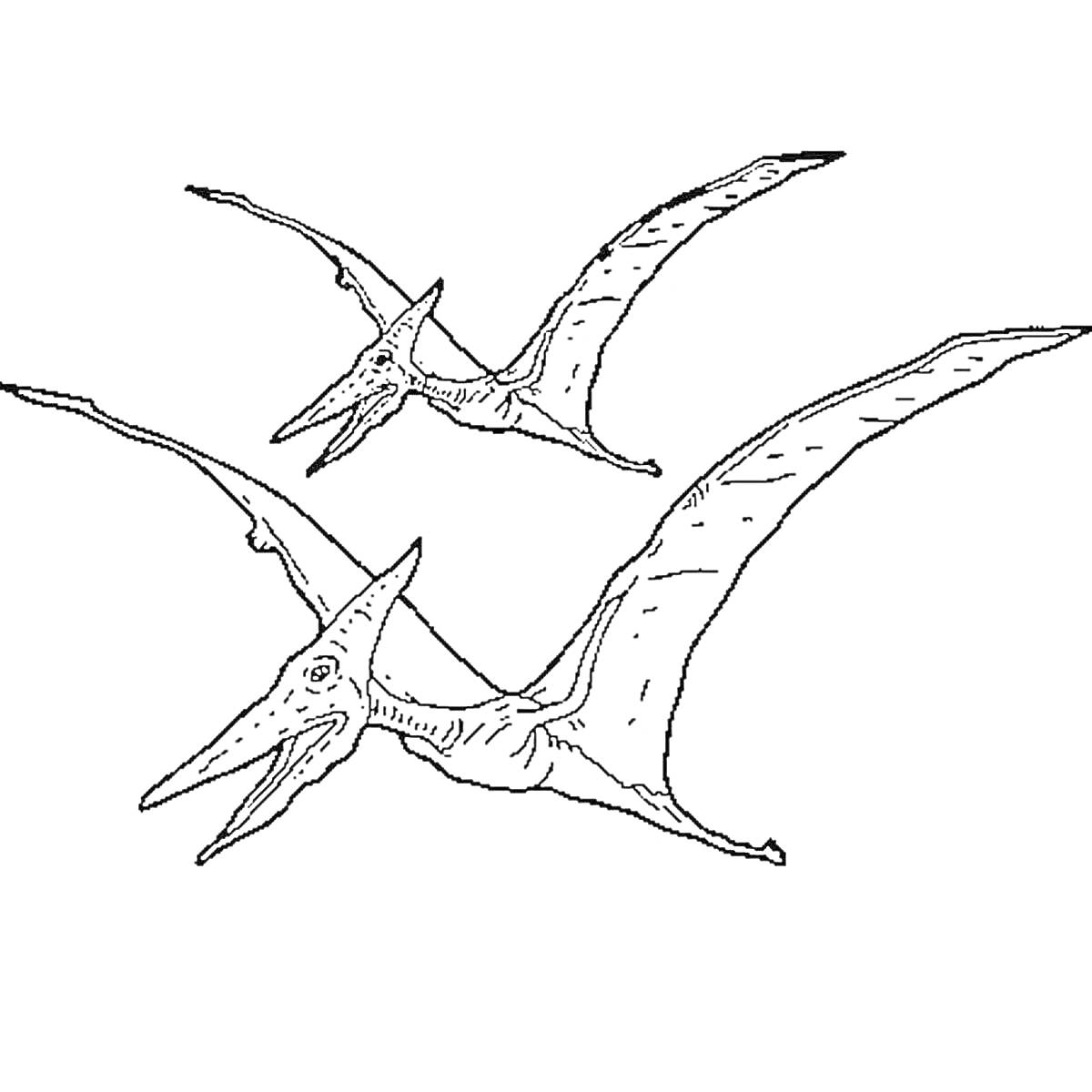 Два птеранодона в полете