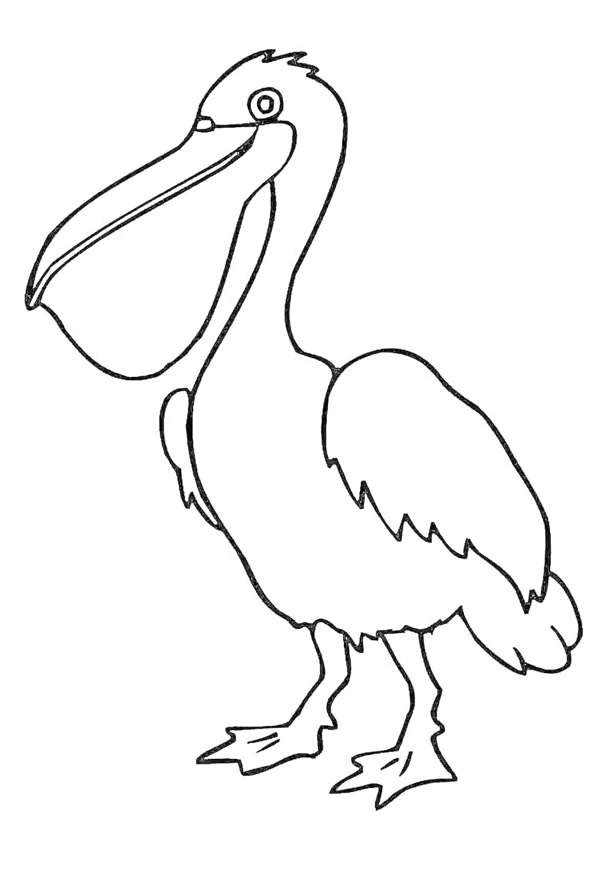 На раскраске изображено: Пеликан, Птица, Животные, Клюв, Лапы