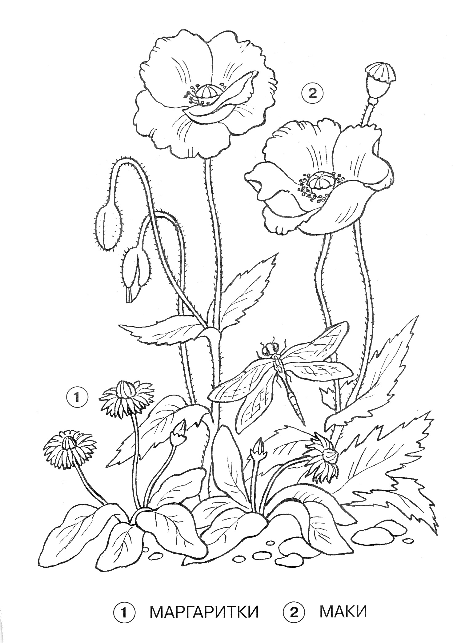 На раскраске изображено: Мак, Цветы, Насекомое, Природа, Растения, Стрекозы