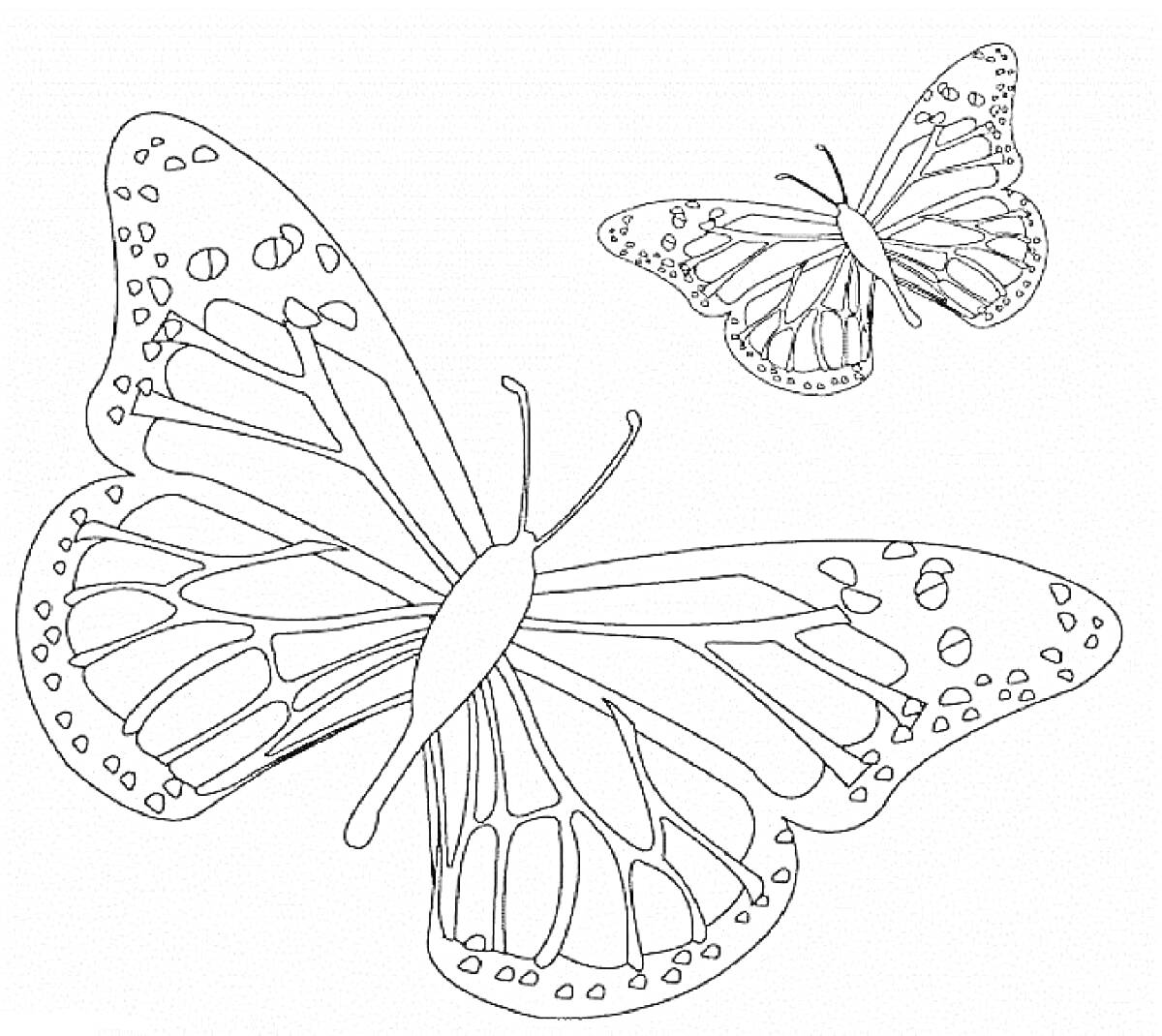 Раскраска Две бабочки с узорными крыльями