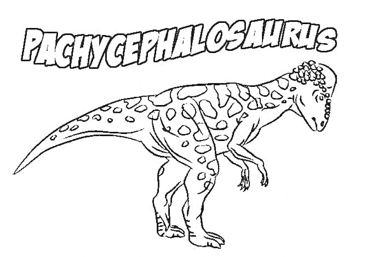Раскраска Пахицефалозавр с надписью 