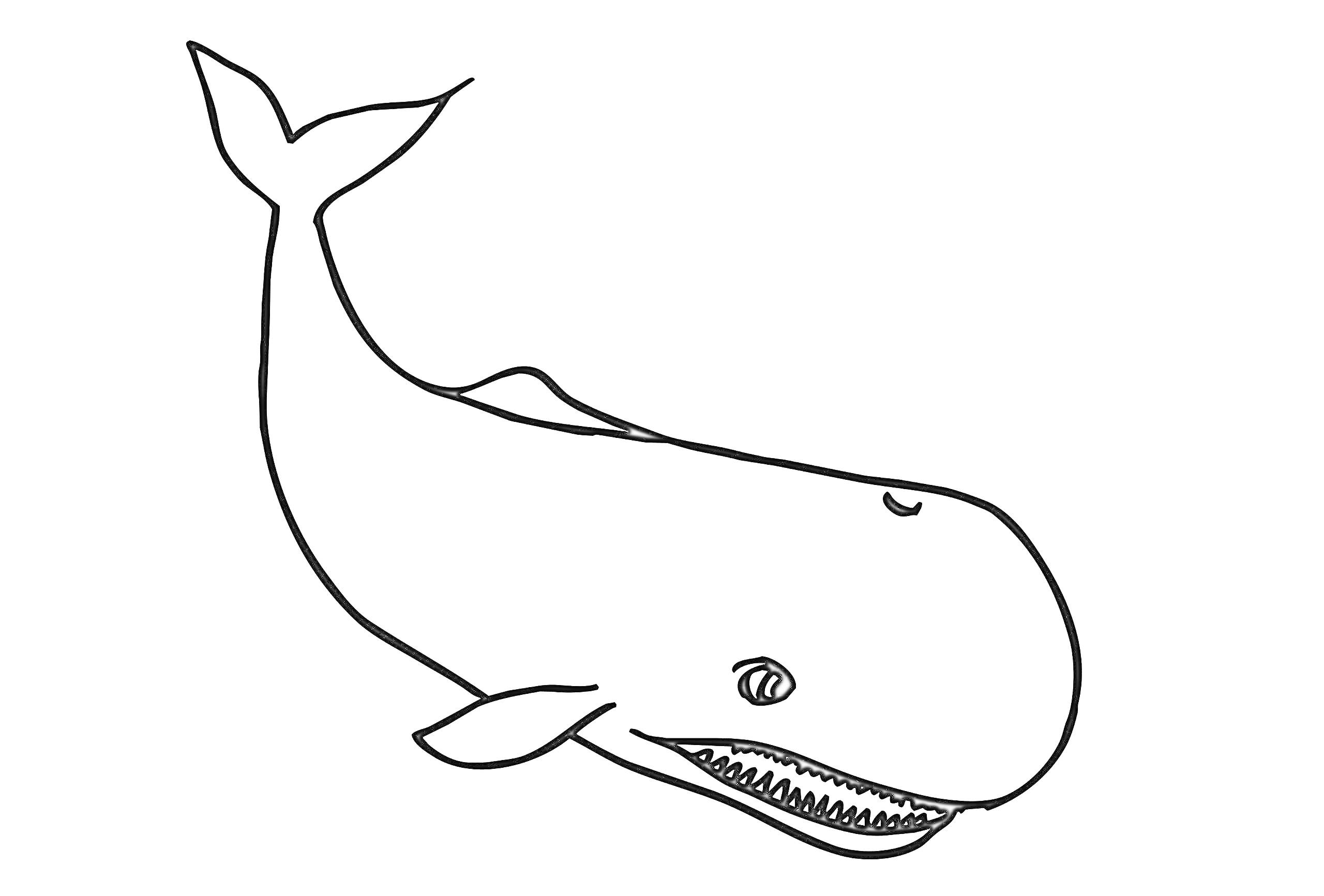 Раскраска Кит с улыбкой. Изображен один большой кит с длинным телом, плавниками, большим глазом и открытым ртом с зубами, гребнем на спине и хвостом.