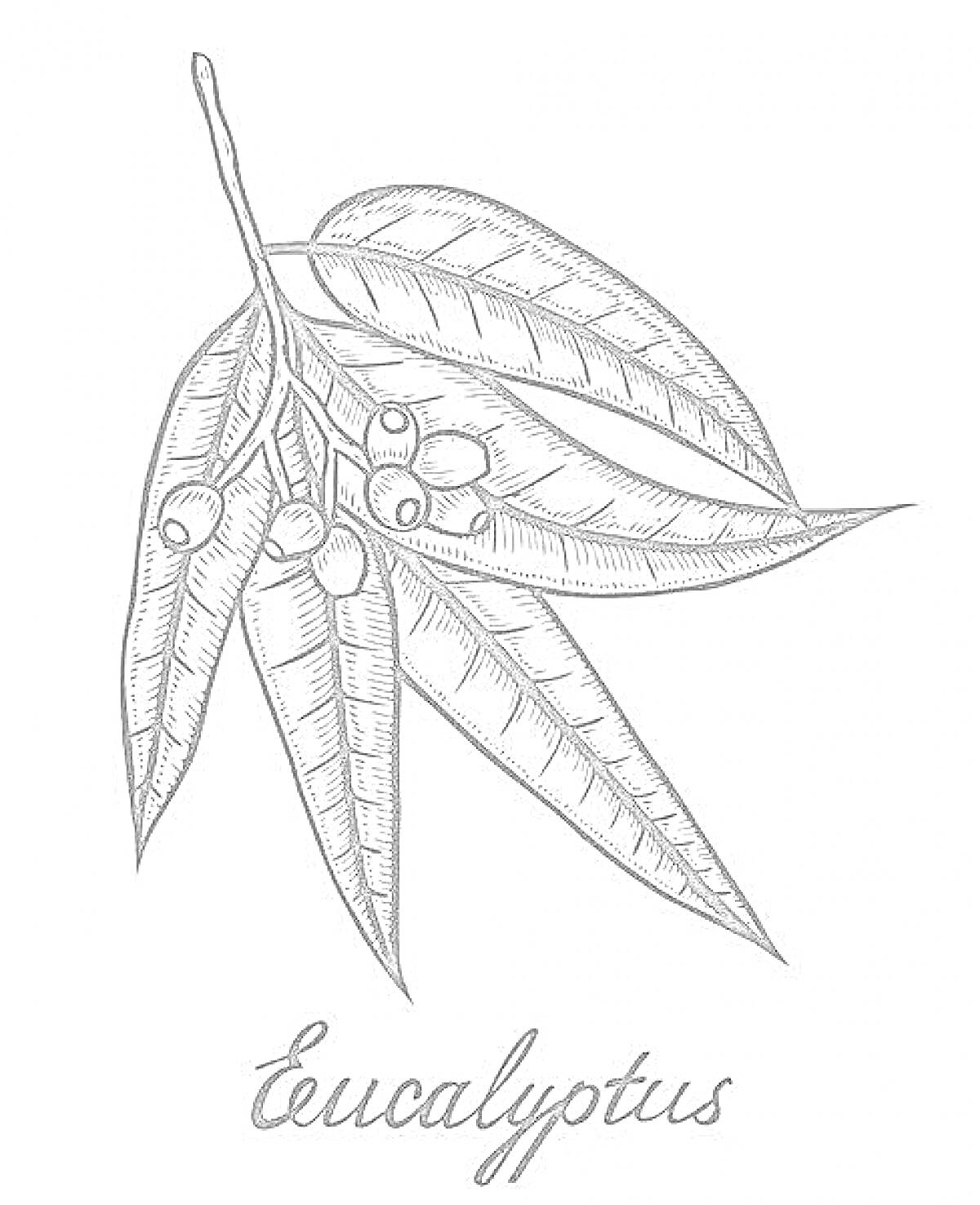 Раскраска Евкалиптовая ветка с листьями и ягодами