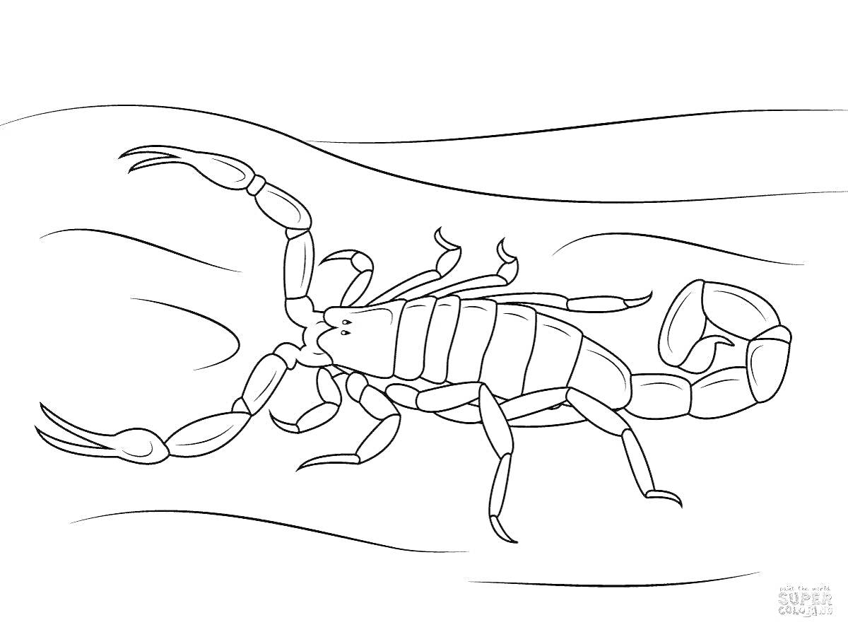 На раскраске изображено: Скорпион, Пустыня, Насекомое, Волнистые линии, Животные