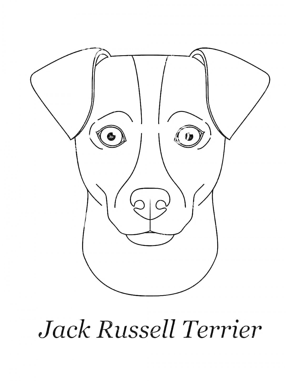 Раскраска Портрет джек рассел терьера с надписью 