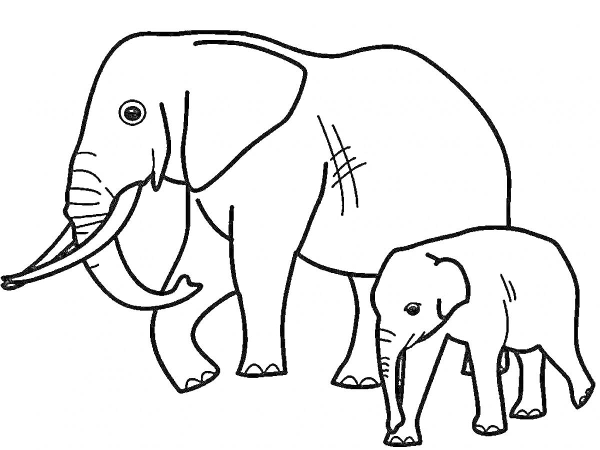 Раскраска Взрослый слон и слонёнок