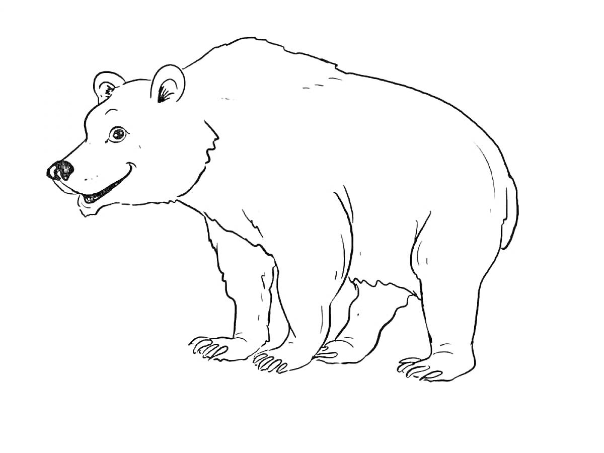Раскраска Медведь стоящий на четырех лапах