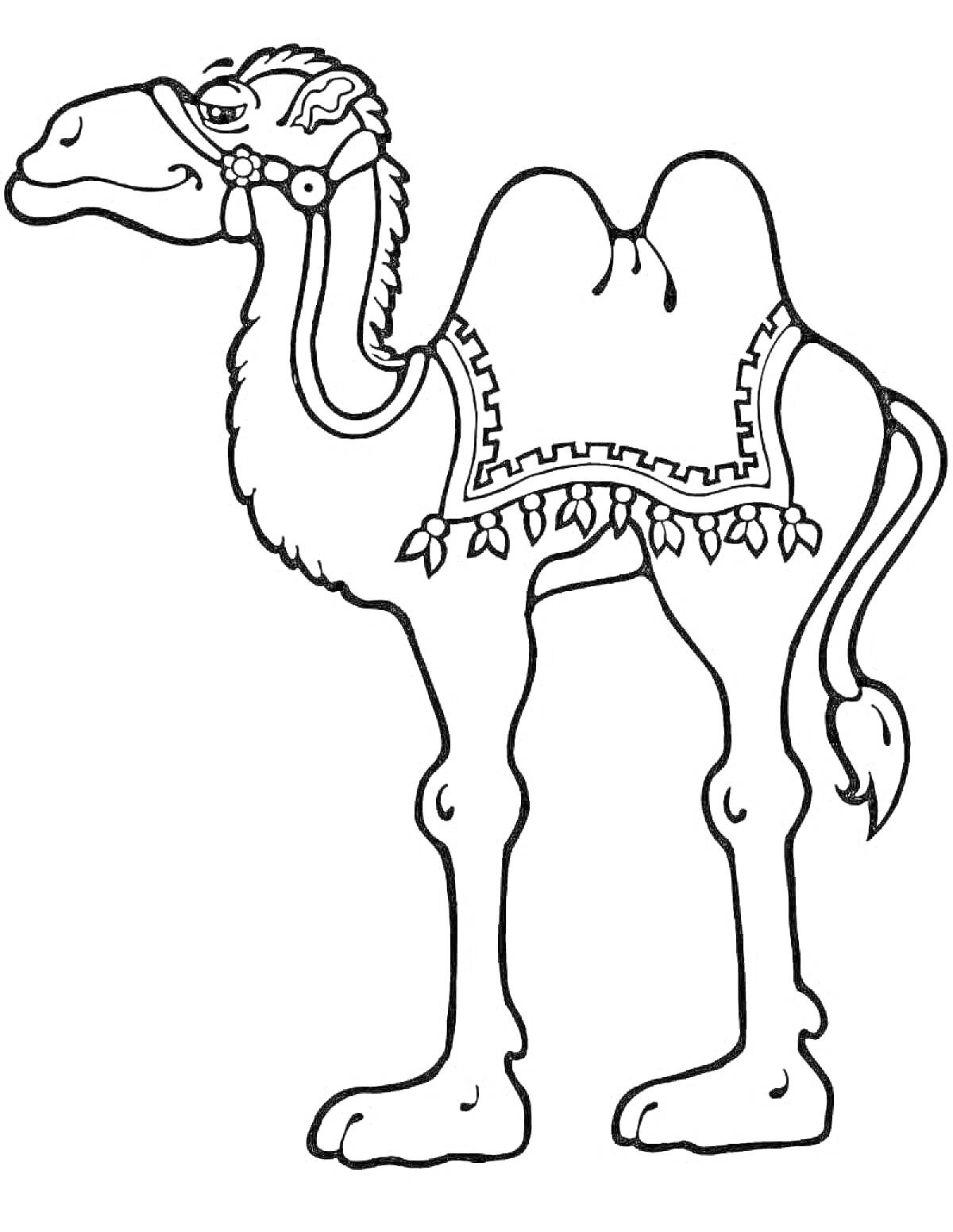 Раскраска Трехгорбый верблюд с уздечкой и украшенным седлом