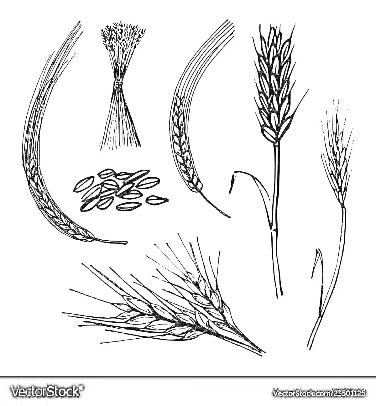 Раскраска Пучок овса, зерна овса, колосья овса