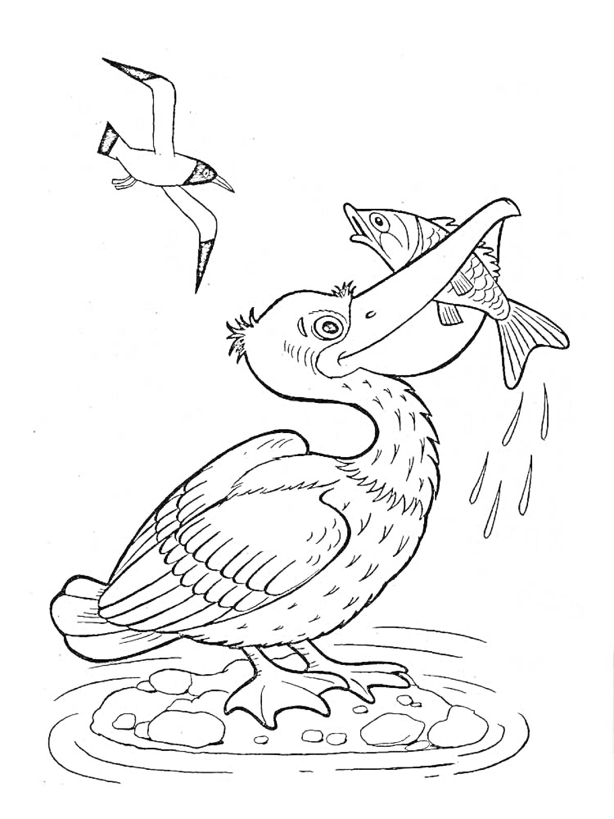 Раскраска Пеликан с рыбой в клюве и чайкой на заднем плане