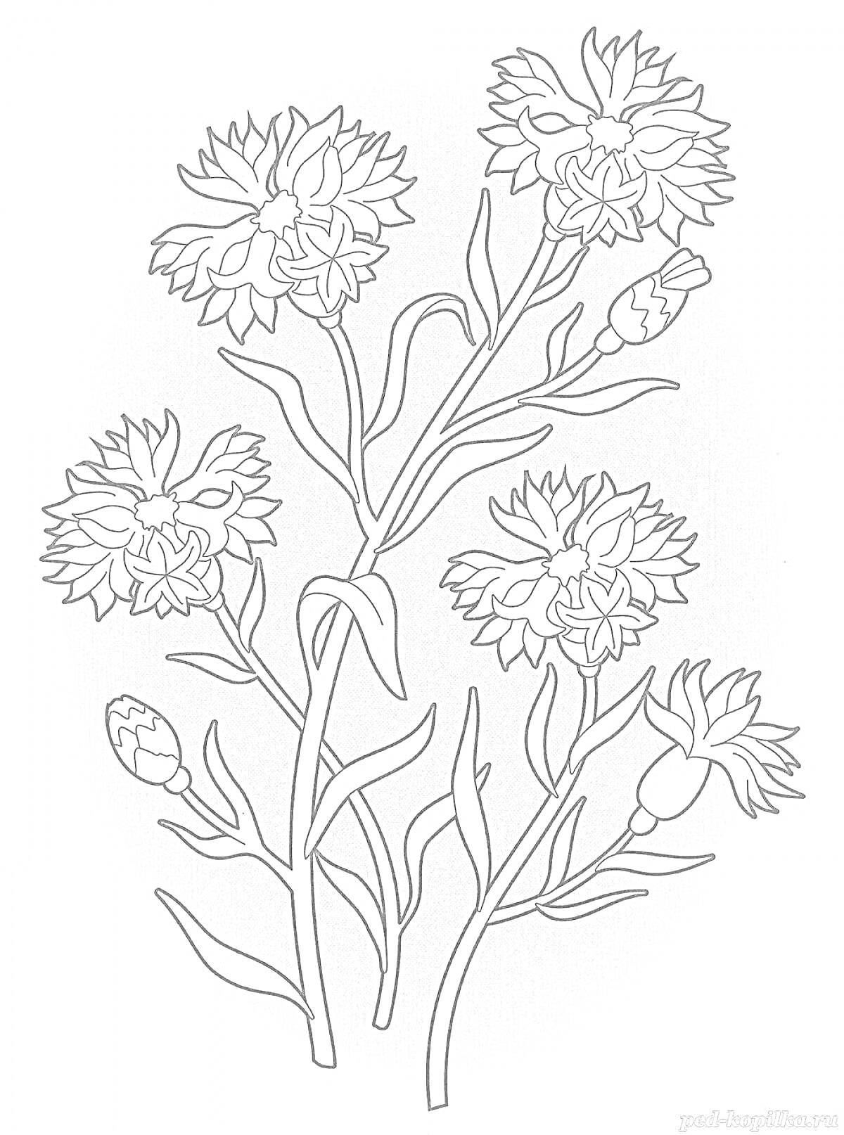 На раскраске изображено: Василёк, Цветы, Овал, Для детей, Природа, Растения