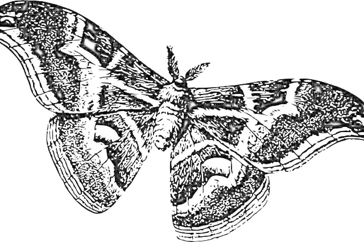 Раскраска Раскраска - Тутовый шелкопряд с широко раскрытыми крыльями и видимыми узорами на крыльях