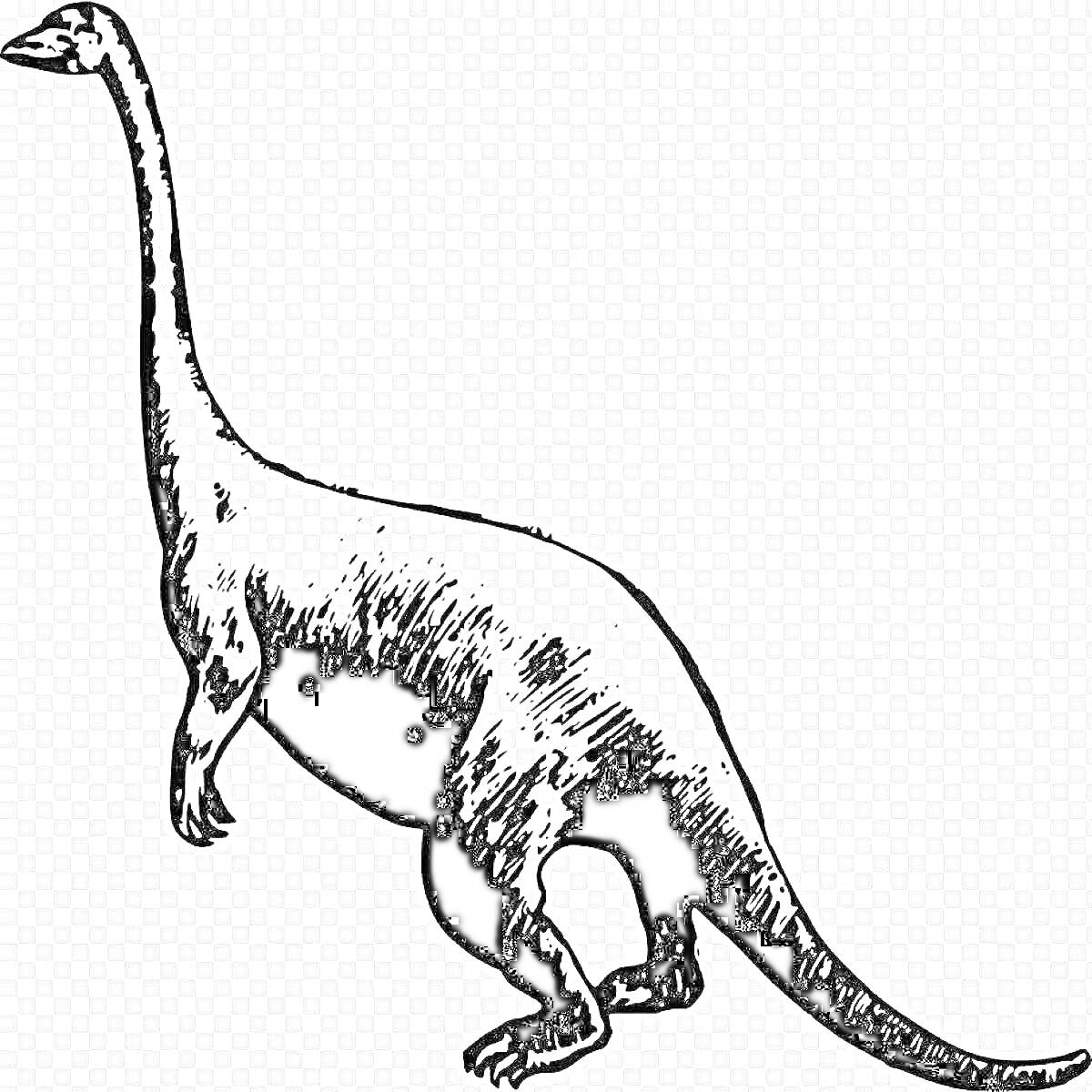 На раскраске изображено: Динозавр, Длинная шея, Хвост, Для детей, Контурные рисунки, Древние животные