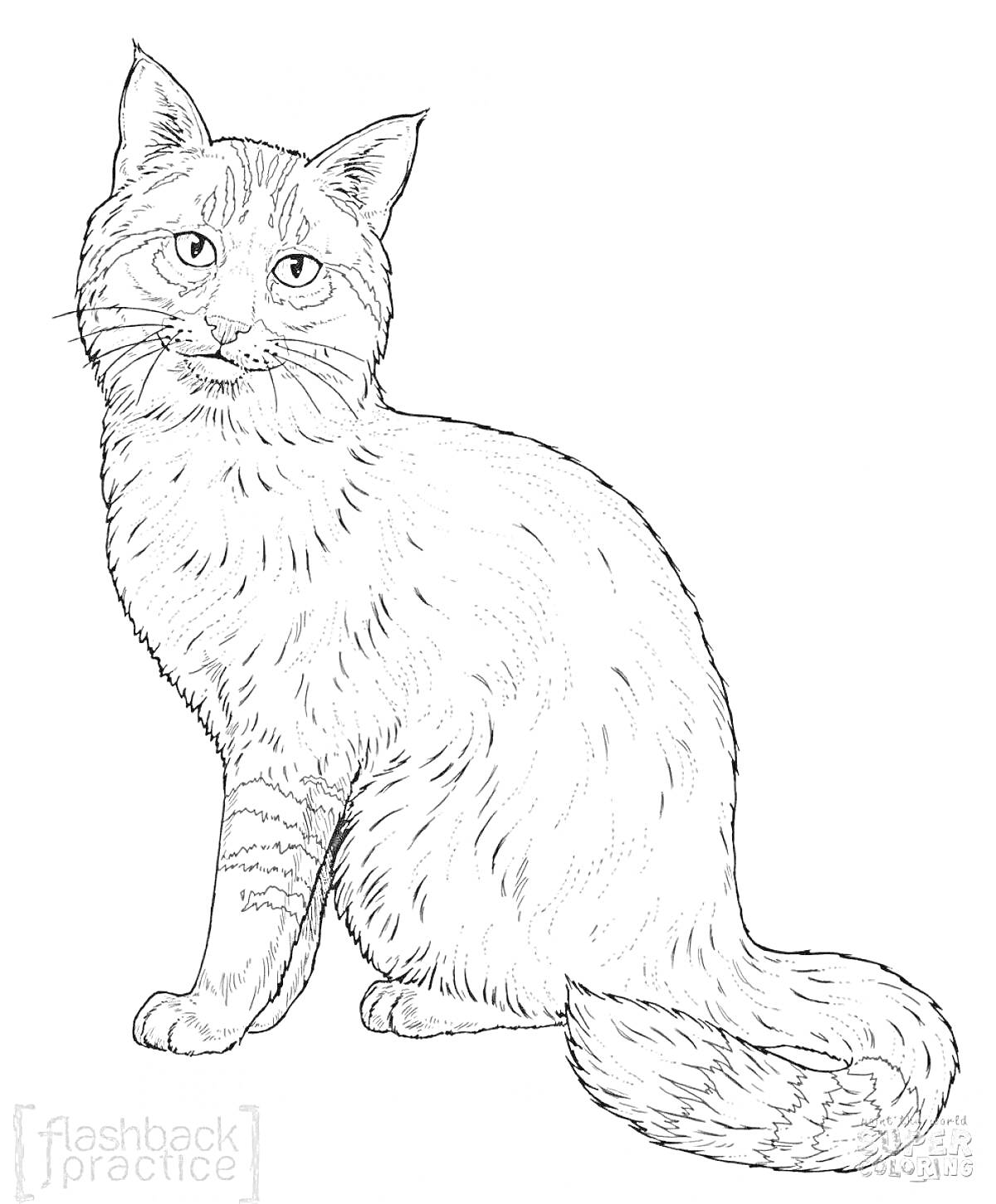 Раскраска Кавказский лесной кот сидит