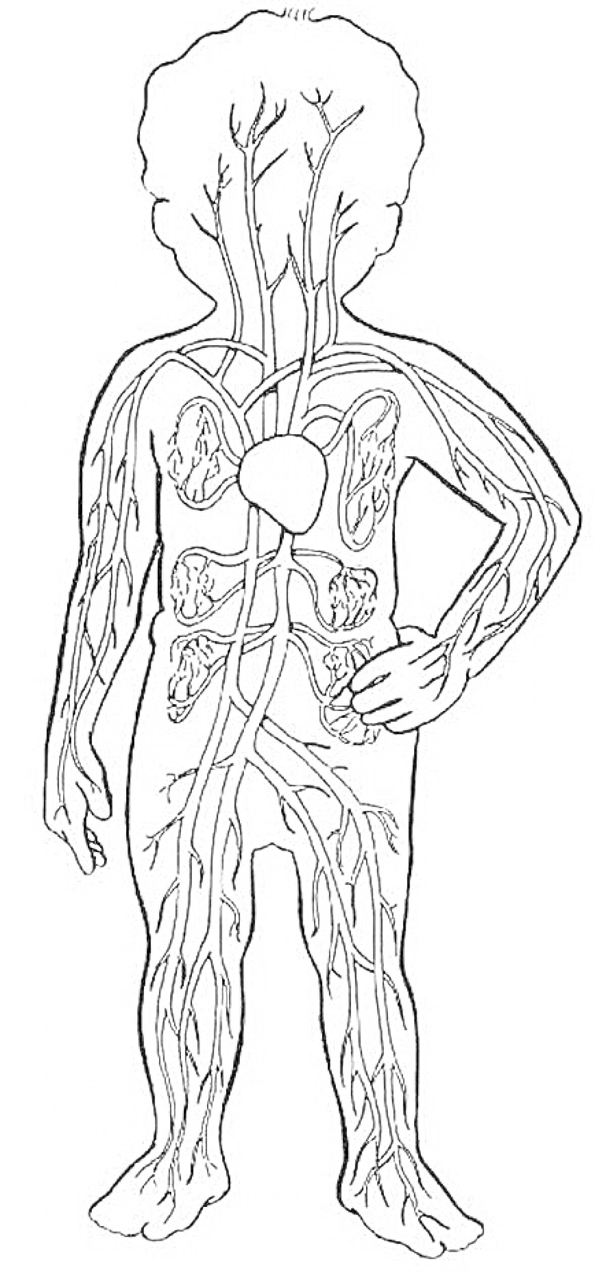 Раскраска Анатомия человека - сердечно-сосудистая система и основные органы (сердце, легкие, вены, артерии)