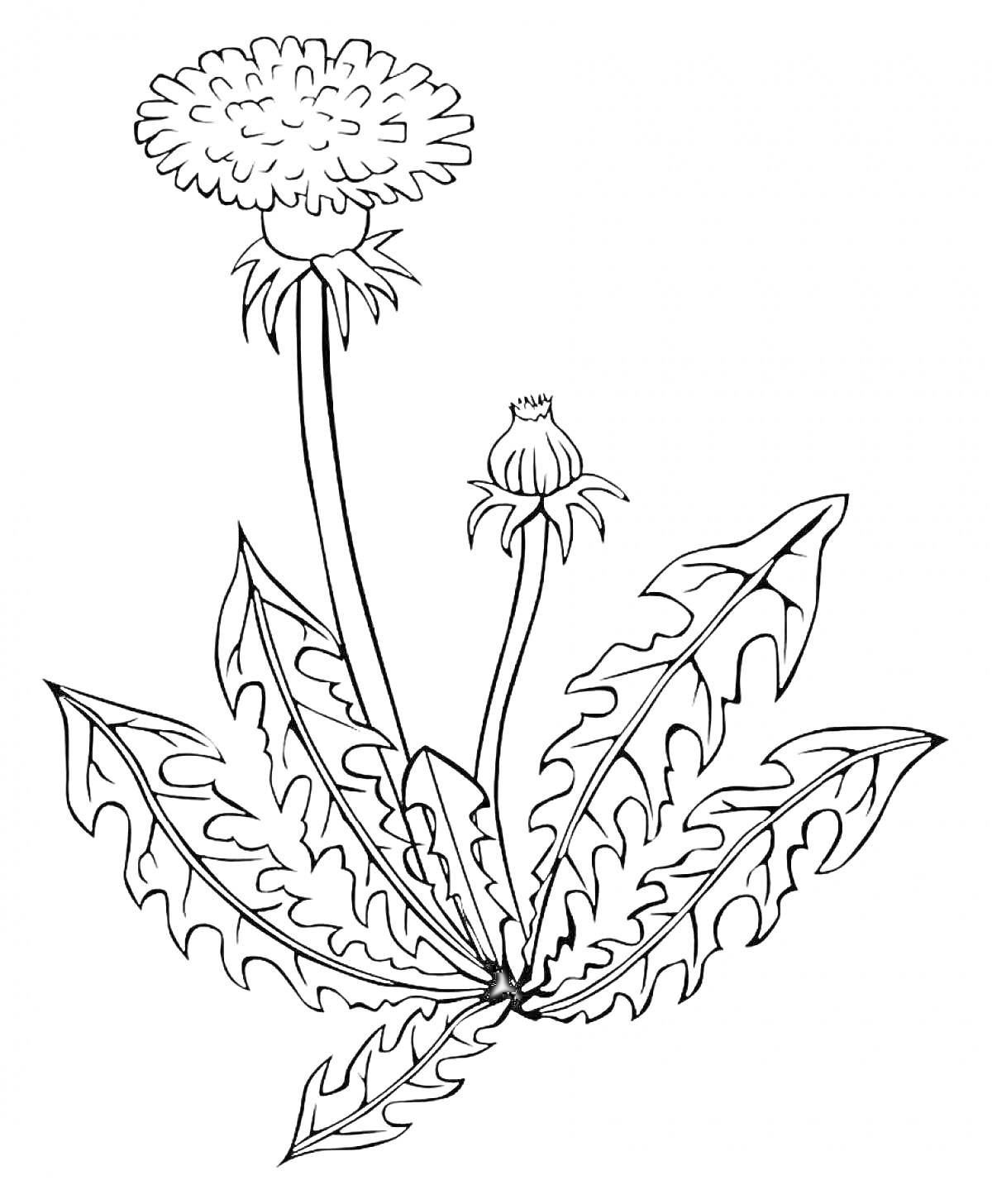 Раскраска Одуванчик с цветком и бутоном, листьями и стеблем
